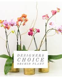 Orchid Plant - A live blooming orchid plant in a nice container.