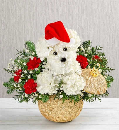 Gold Santa paws  - Carnations, minicar’s 