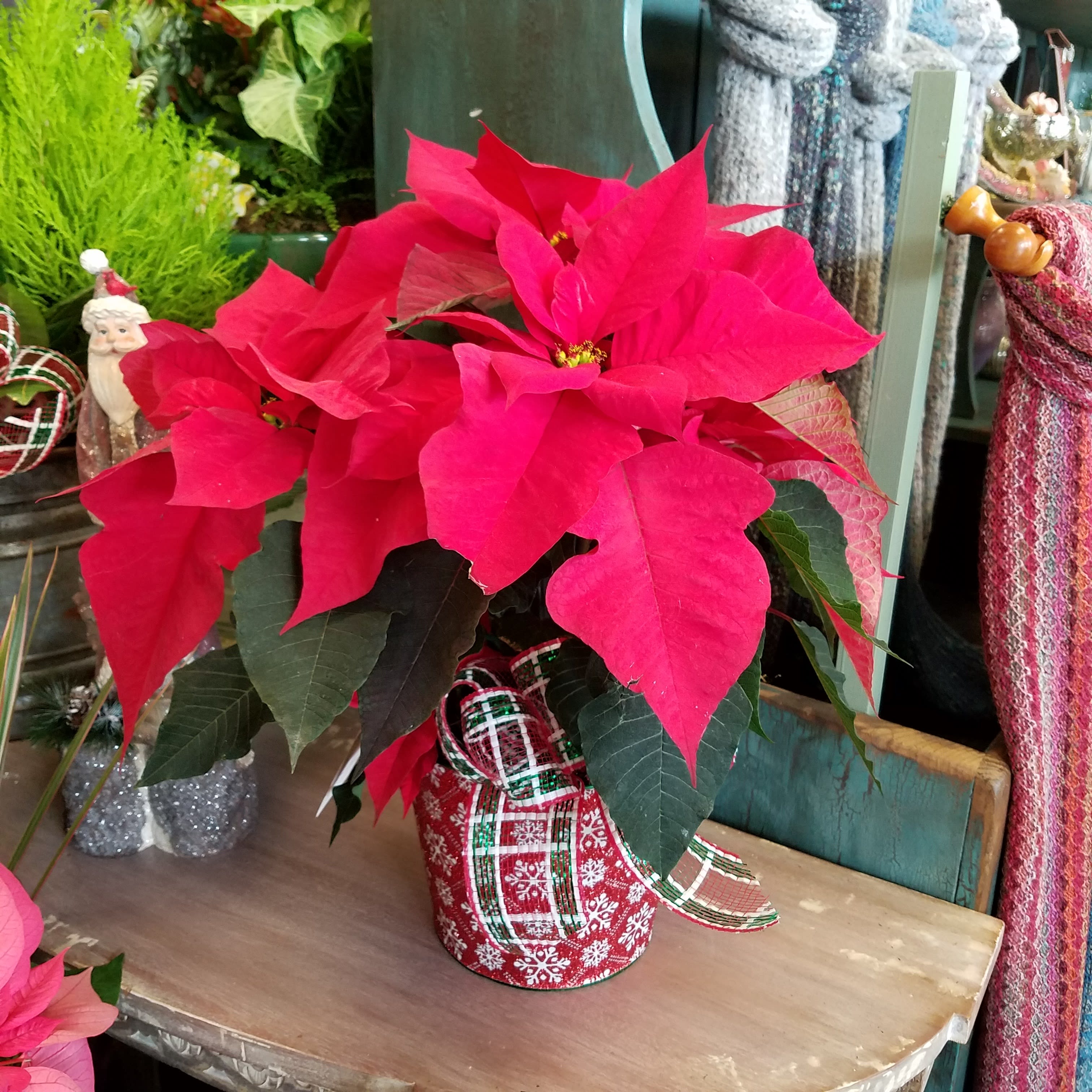 Pretty Poinsettia Plant - A bright, pretty, healthy 6.5&quot; red  poinsettia plant, upgraded With holiday trim and baubles, a festive bow, and potted in a holiday container. ****Container and holiday trim will vary, but all will be lovely!  