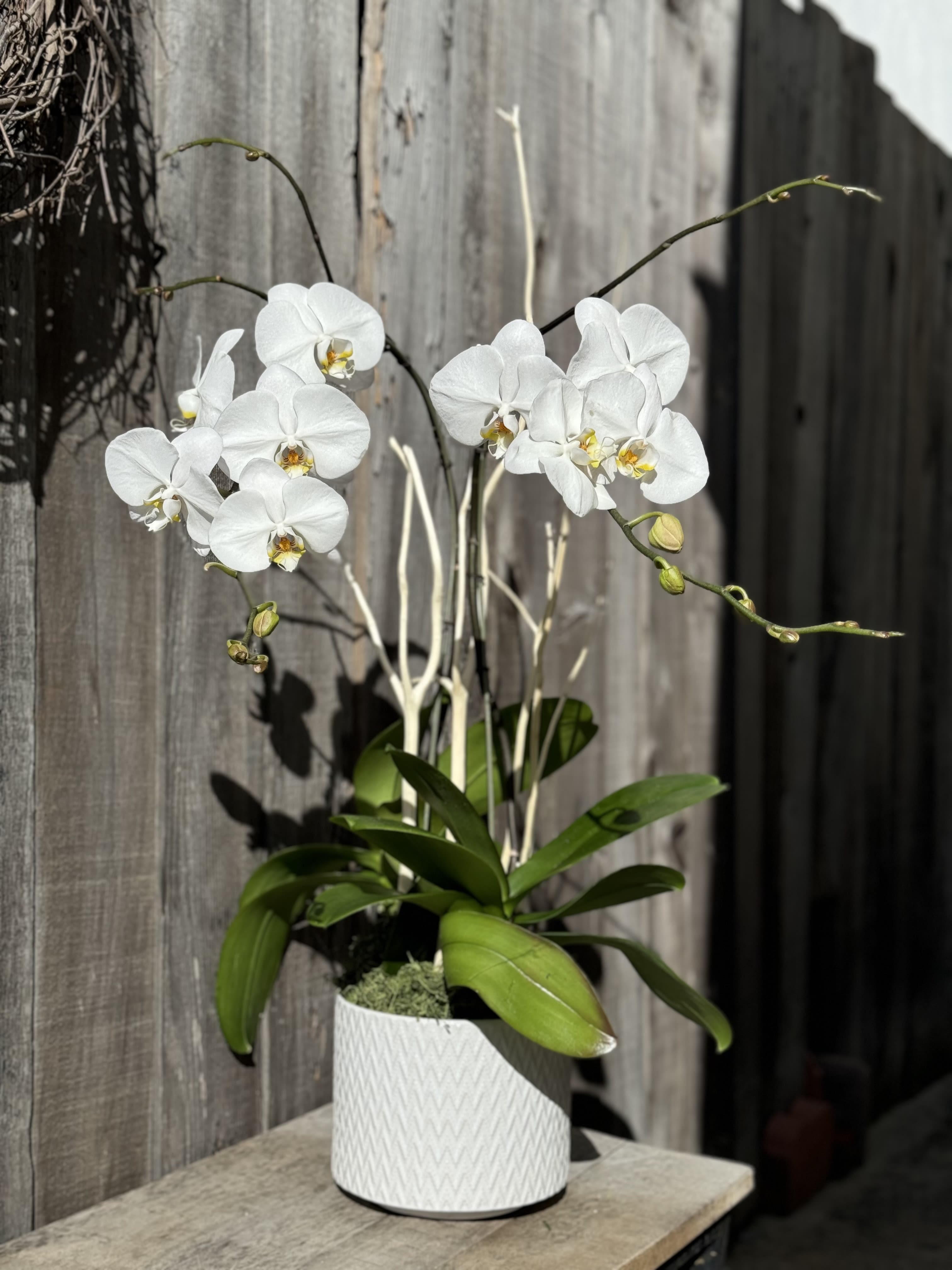 A LOVE FOR ORCHIDS - Anyone who loves orchids will be so delighted to receive this beautiful double stem, elegantly designed orchid.  It’s the perfect addition for someone’s home.