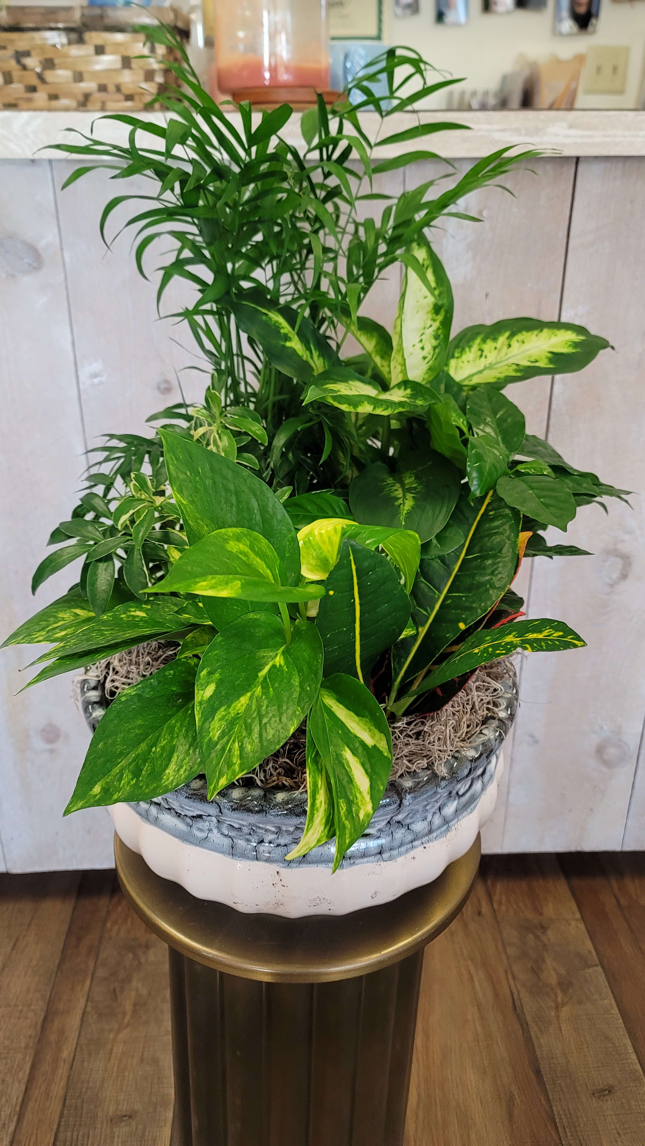 12 Inch Dish Garden - *CONTAINER AND PLANTS VARY BASED ON STOCK* A beautiful dish garden featuring assorted green plants in a ceramic or tin container 12 inches in diameter! Perfect for any occasion including sympathy, get well, and thank you.