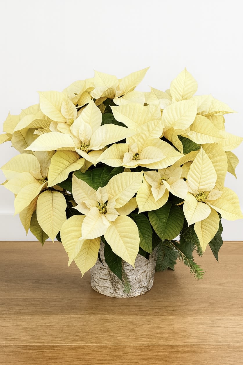 Premium White Poinsettia - Premium White Poinsettia Celebrate the season with our stunning Premium White Poinsettia. Featuring elegant creamy-white bracts and lush deep-green foliage, this holiday favorite adds a soft, sophisticated glow to any home or office. Expertly arranged in a natural birch-style container, it offers a timeless look perfect for gifting, decorating, or elevating your festive displays. Long-lasting, full, and beautifully seasonal—this premium white poinsettia brings classic holiday charm with a modern touch.