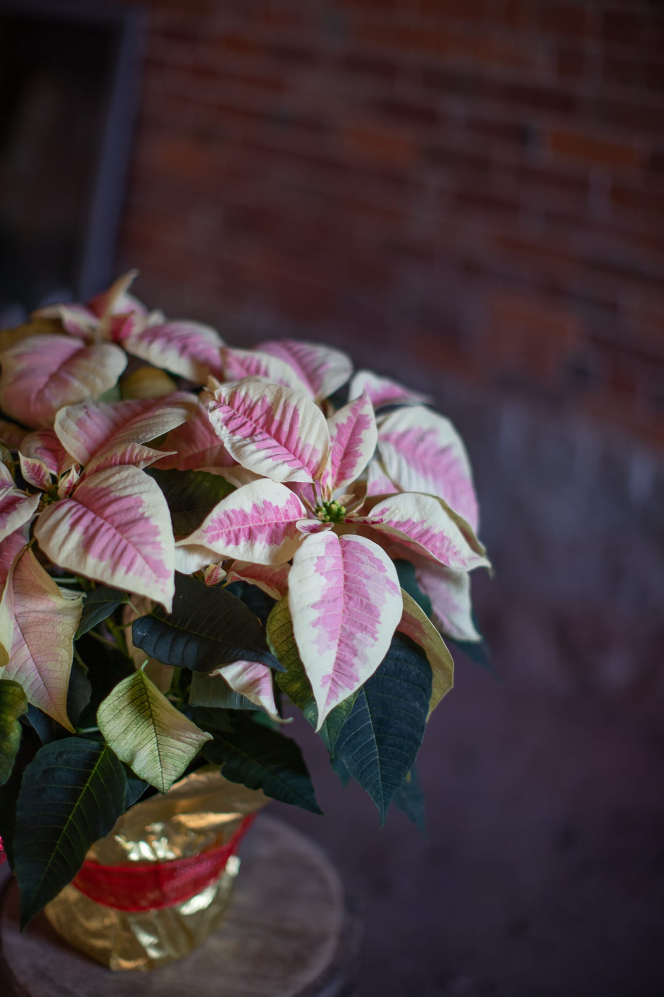 Pink Marble Poinsettia Double - Traditional and pretty pink marbled poinsettia plant wrapped in a waterproof foil adorned with a cheerful bow. This is our most popular size. A double pinch plant in a 7.5 inch pot. Plants are generally 18-20 inches in height and are about 18 inches at their widest point where the flowers are blooming.