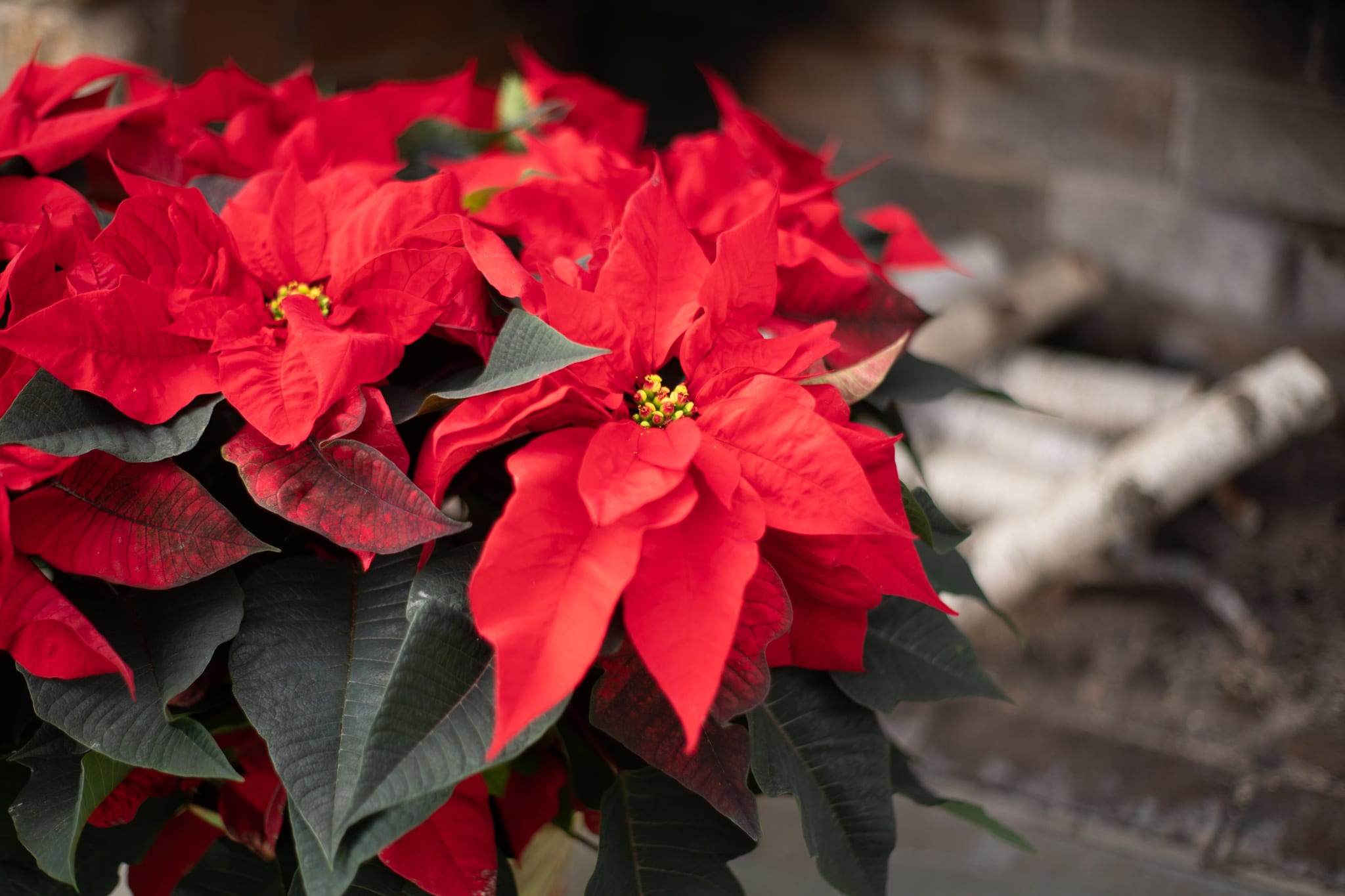Red Poinsettia Beauty Triple - Beautiful decorated white poinsettia wrapped in a festive waterproof foil adorned with a cheerful bow. This is a triple pinch plant in an 8.5 inch pot. From the base of the plant to the top is about 25 inches in height and is about 20-25 inches at its widest point where the flowers are blooming.