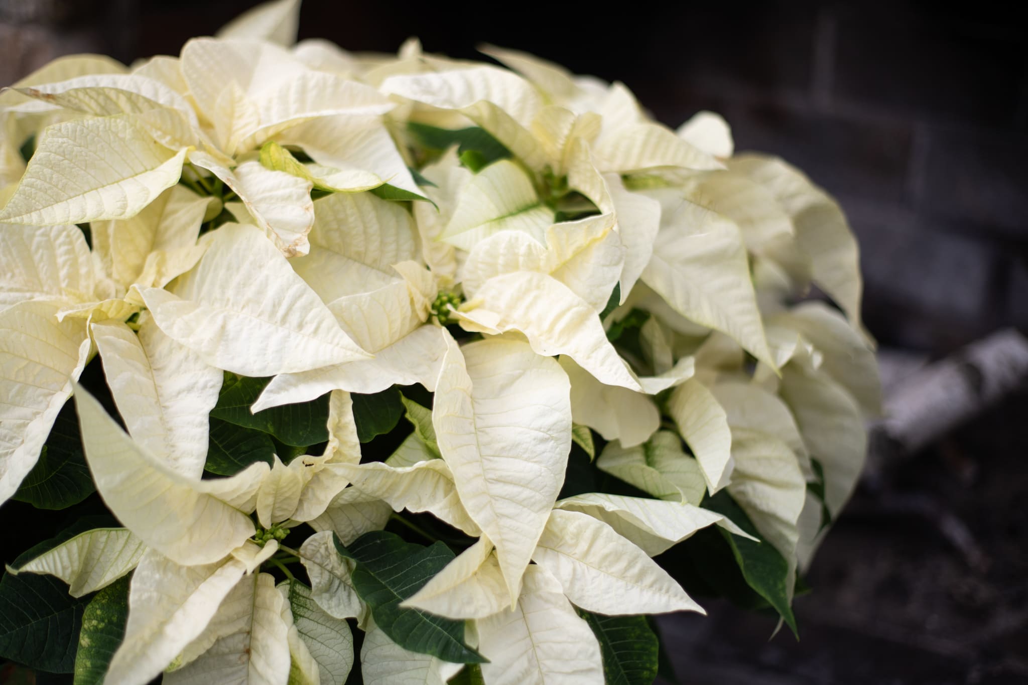 White Poinsettia Single - Beautiful decorated white poinsettia wrapped in a festive waterproof foil adorned with a cheerful bow. This is a single pinch plant in a 6.5 inch pot. From the base of the plant to the top is about 12 inches in height and is about 12 inches at its widest point where the flowers are blooming. A beautiful sentiment to send in sympathy for winter. 