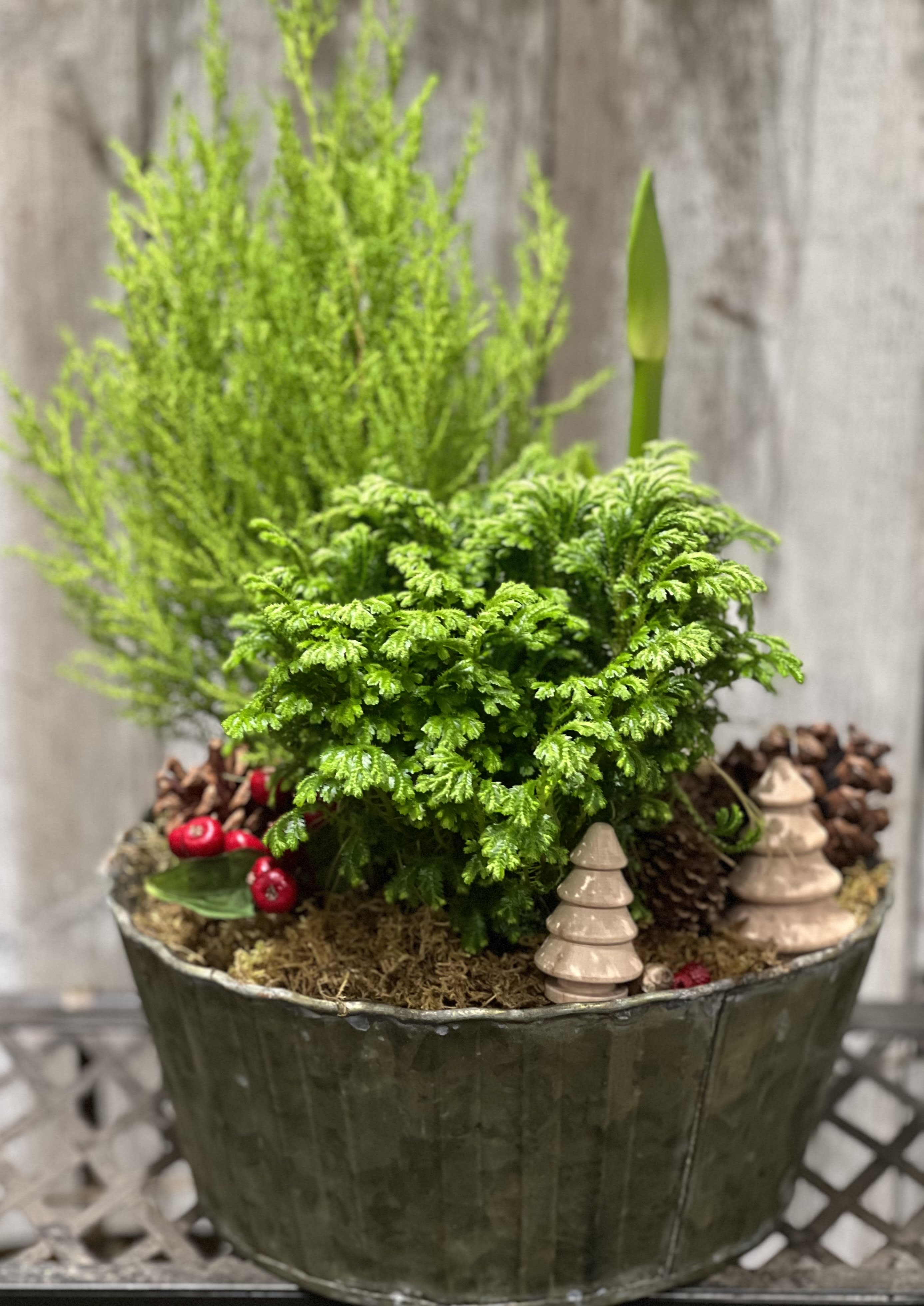 Winter garden - Lemon cypress, frosty fern are joined by an emerging amaryllis. Holiday cactus added on upgrades.