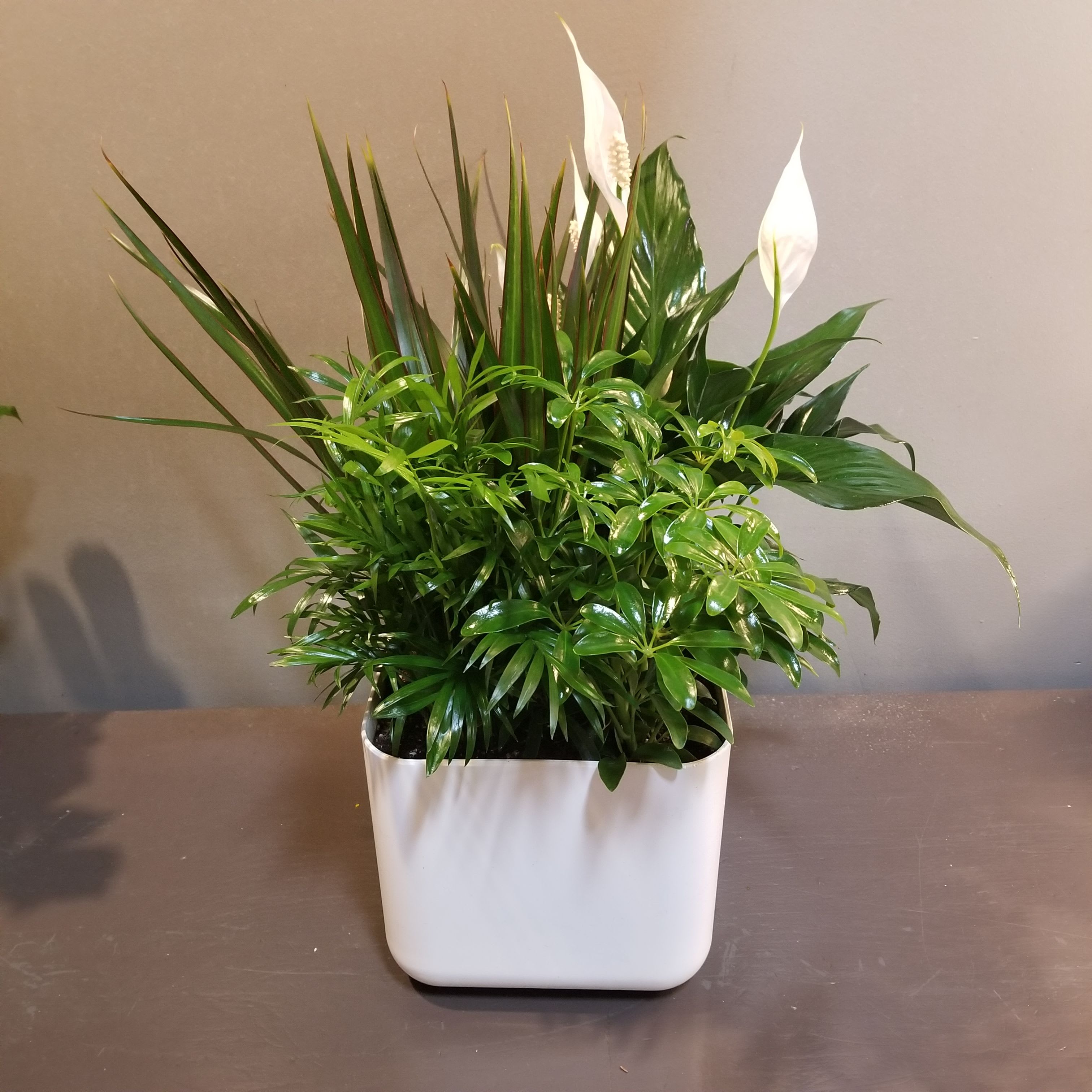Plants: Emerald Garden - An assortment of arbicola, palm, dracaena and spathiphyllum plants arrive in a white container. Measures approx. 23&quot;Tx15&quot;W.