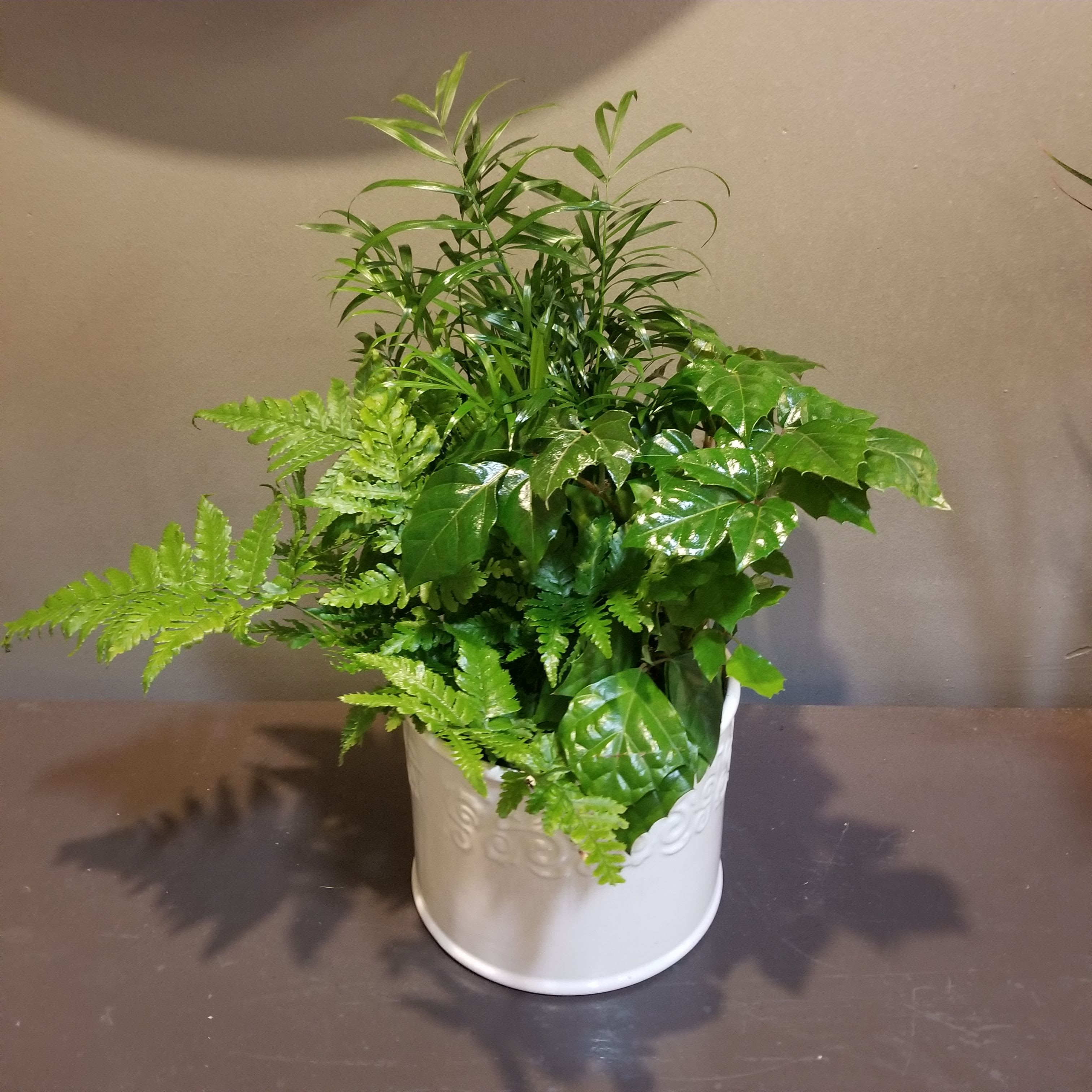 Plants: Forever Green Garden - An assortment of autumn fern, ivy and palm plants arrives in a white pot and measures approx. 20&quot;Tx17&quot;W.