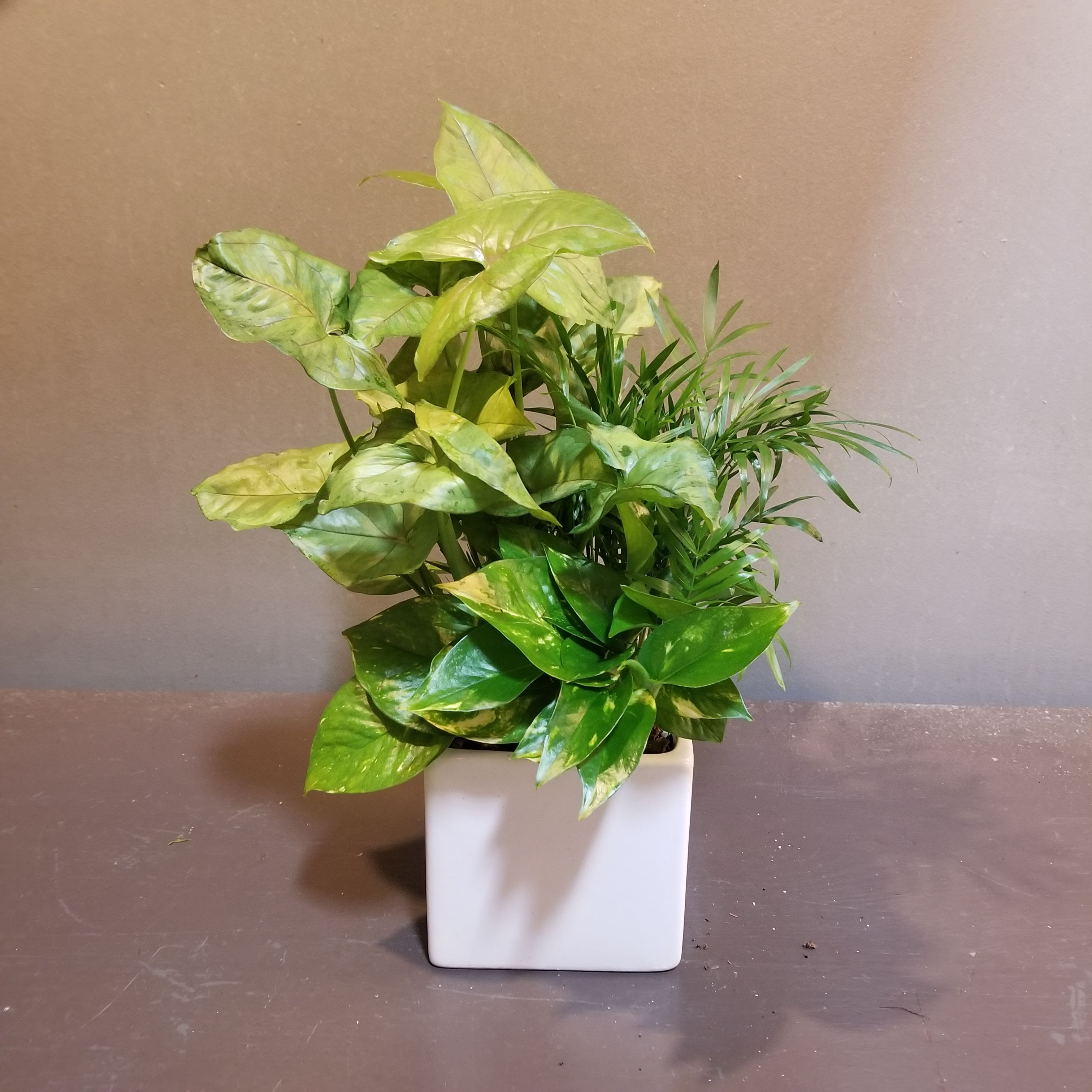 Plants: Greenery Garden Petite - Syngonium, Palm, and Pothos plants arrive in a white ceramic container. Measures approx. 16&quot;Tx10&quot;W.