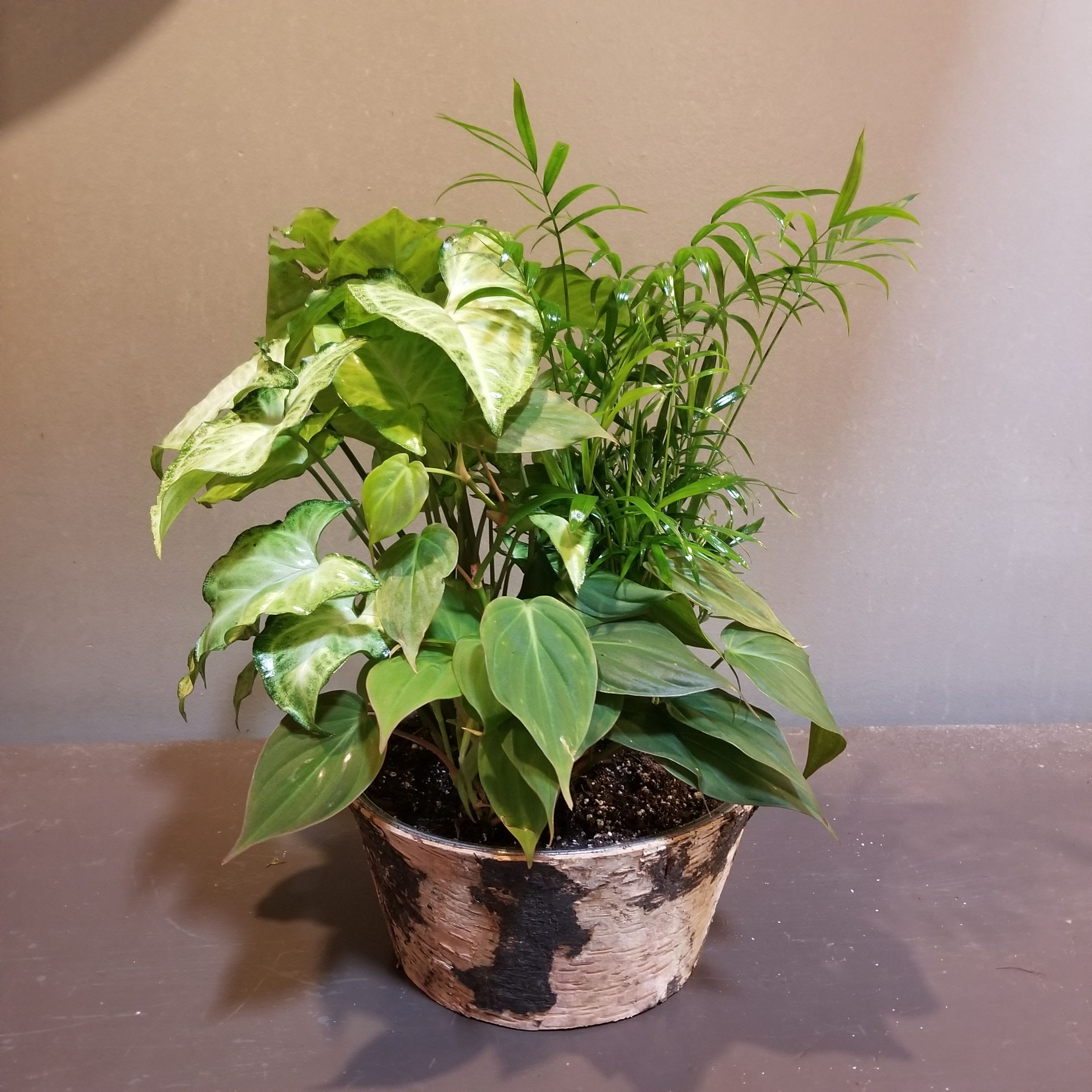 Plants: Birch Garden - A trio of syngonium, philodendron and palm plants in a birch container.  Measures approx. 16&quot;Tx12&quot;W.