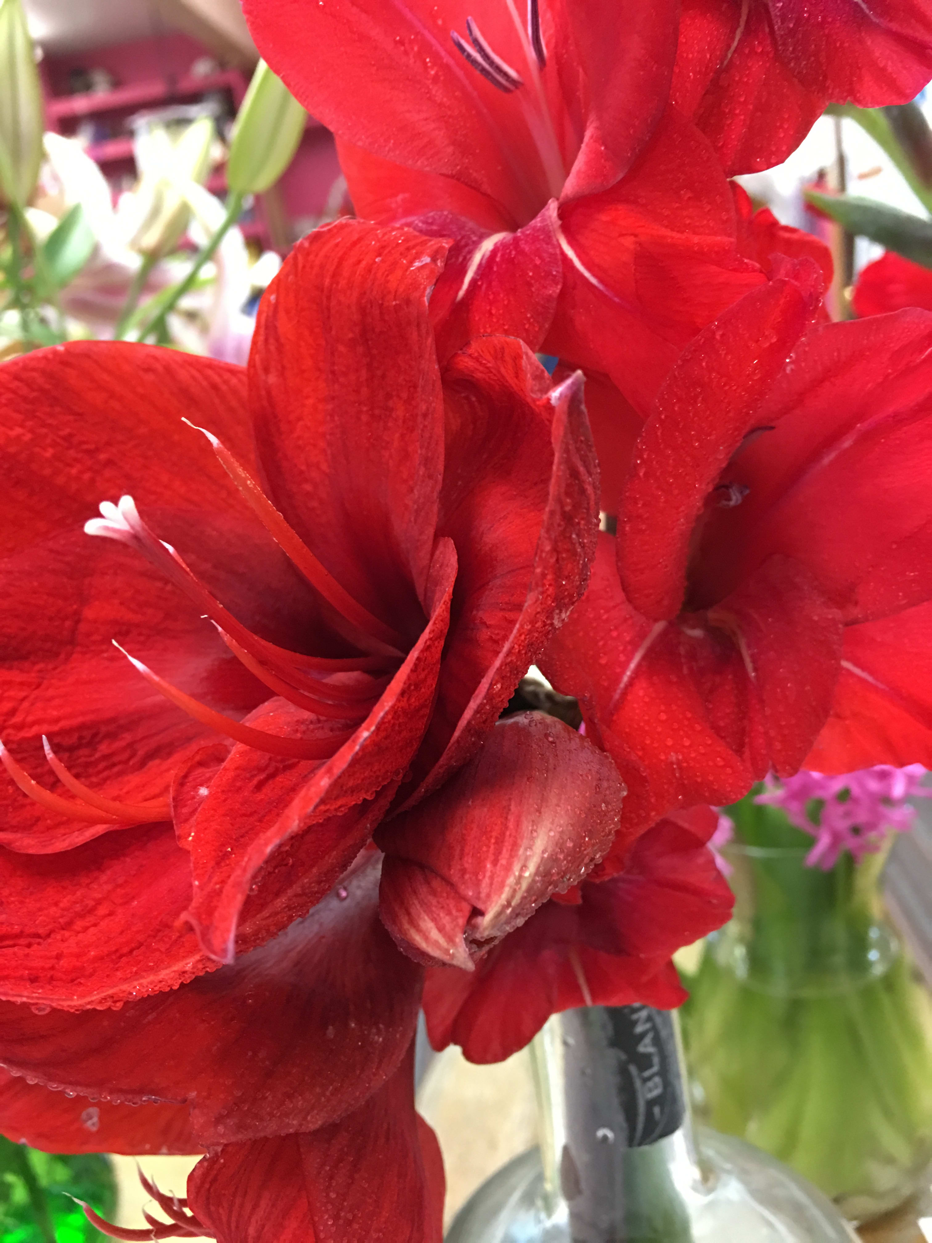 Amaryllis Plants  - Beautiful, blooming holiday plants. 