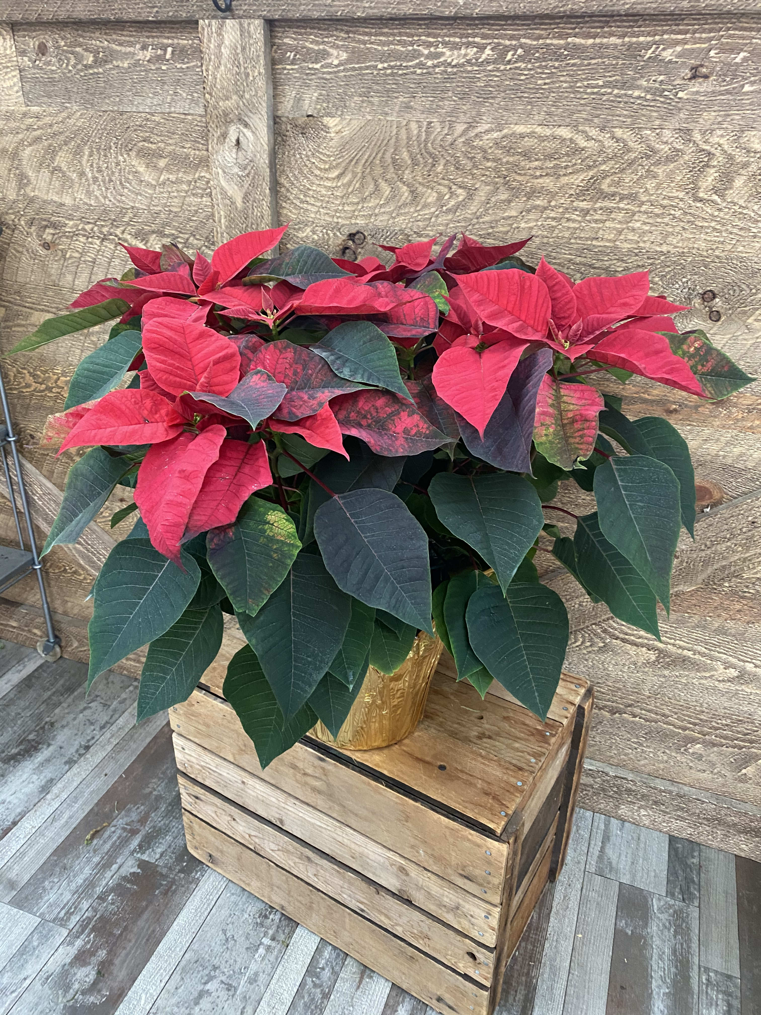  Large poinsettia plant in an 8 inch pot. - A red poinsettia plant in an 8 inch pot wrapped with a bow. The deluxe version is upgraded into an 8 inch container or basket.