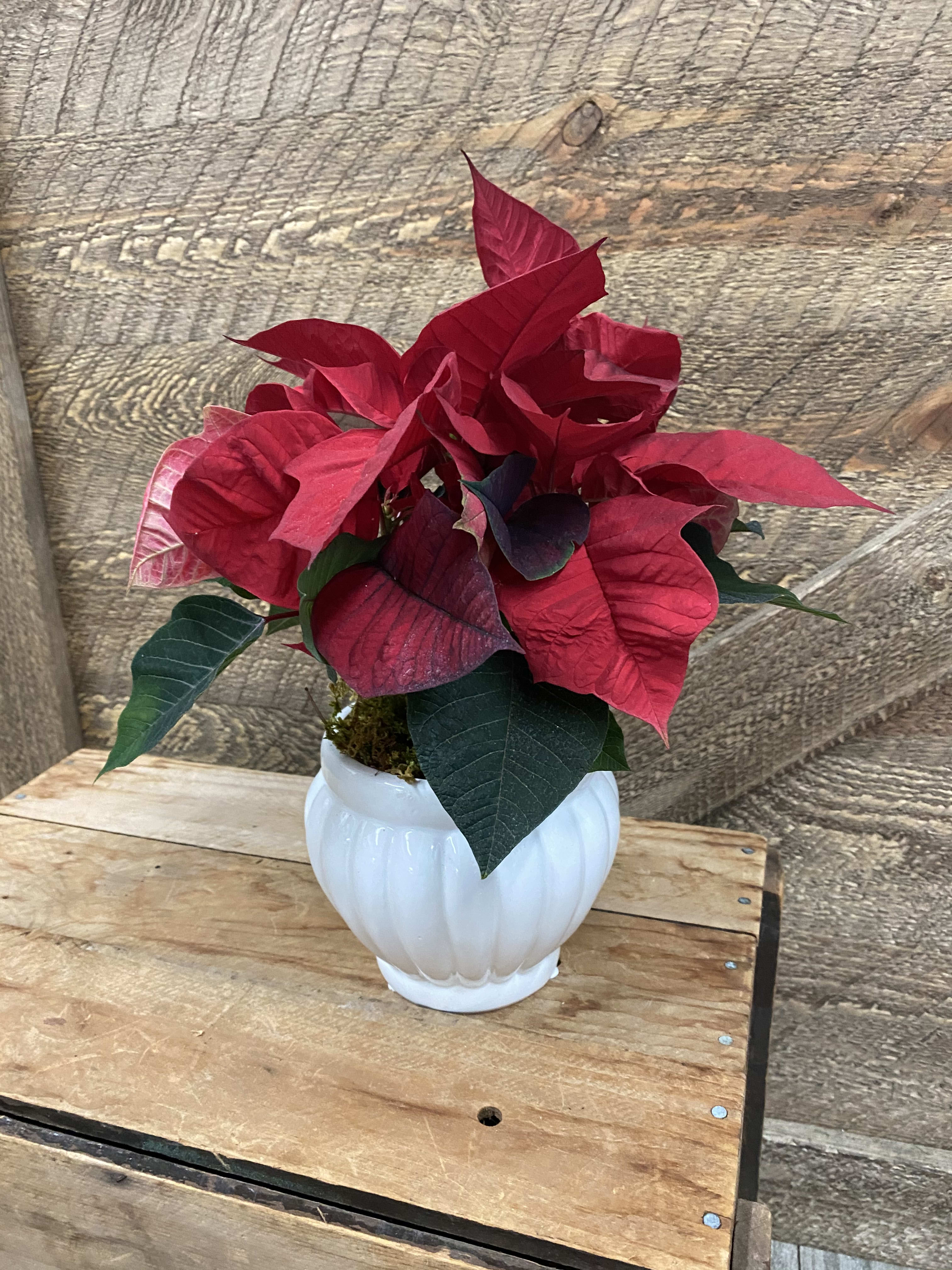Small poinsettia plant - A red poinsettia plant in a scallop ceramic 4 inch container.