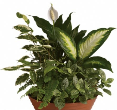 Serene Retreat - A seasonal variety of green plants, designed in a basket or container - sure to send the perfect message for any occasion or celebration.