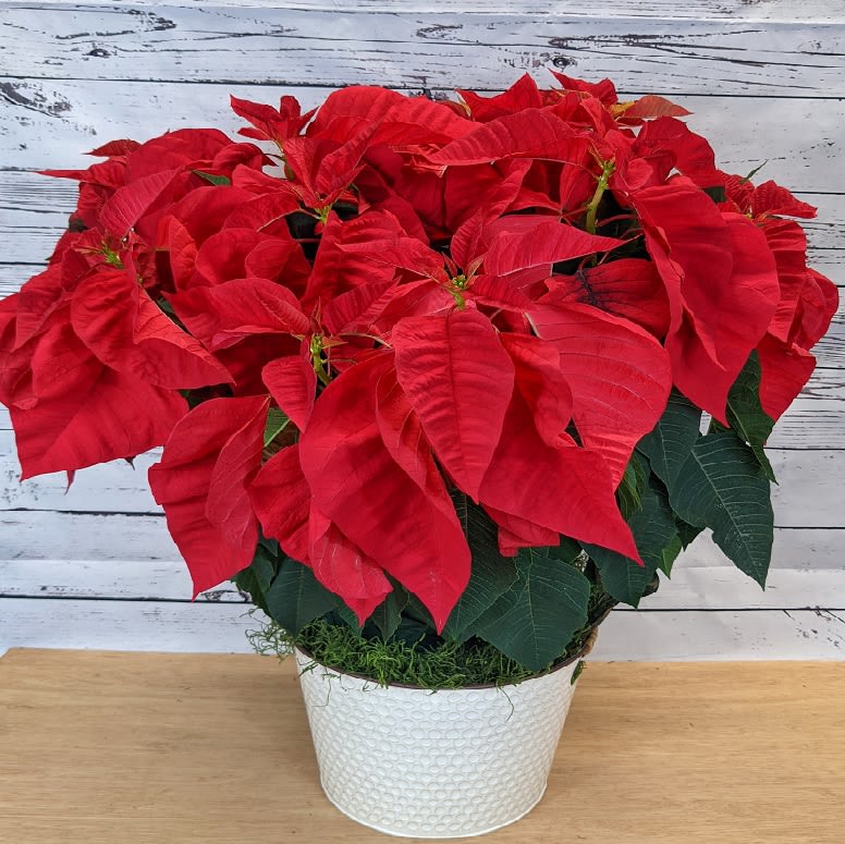 LARGE POINSETTIA PLANT - THIS IS A BEAUTIFUL RED POINSETTIA IN A 12 INCH WIDE METAL HANDLED BASKET. PERFECT FOR A WELCOME HOME, THANK YOU OR MERRY CHRISTMAS. WE WILL ALSO ADD A BEAUTIFUL BOW THAT WILL MATCH THE OCCASION.