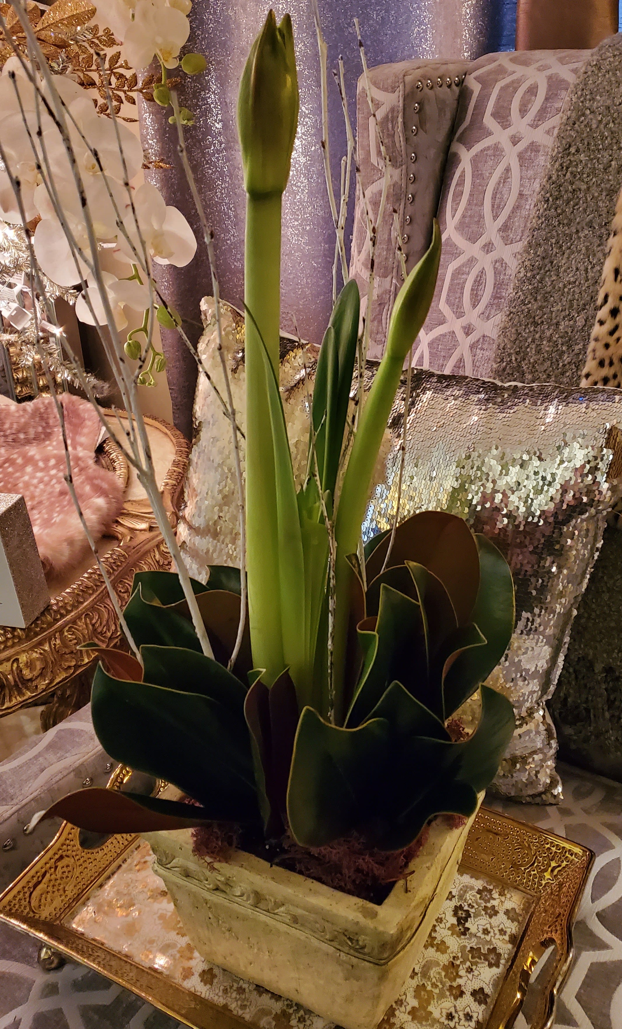 Ringo Starr - An amaryllis plant, not in bloom, with magnolia leaves.