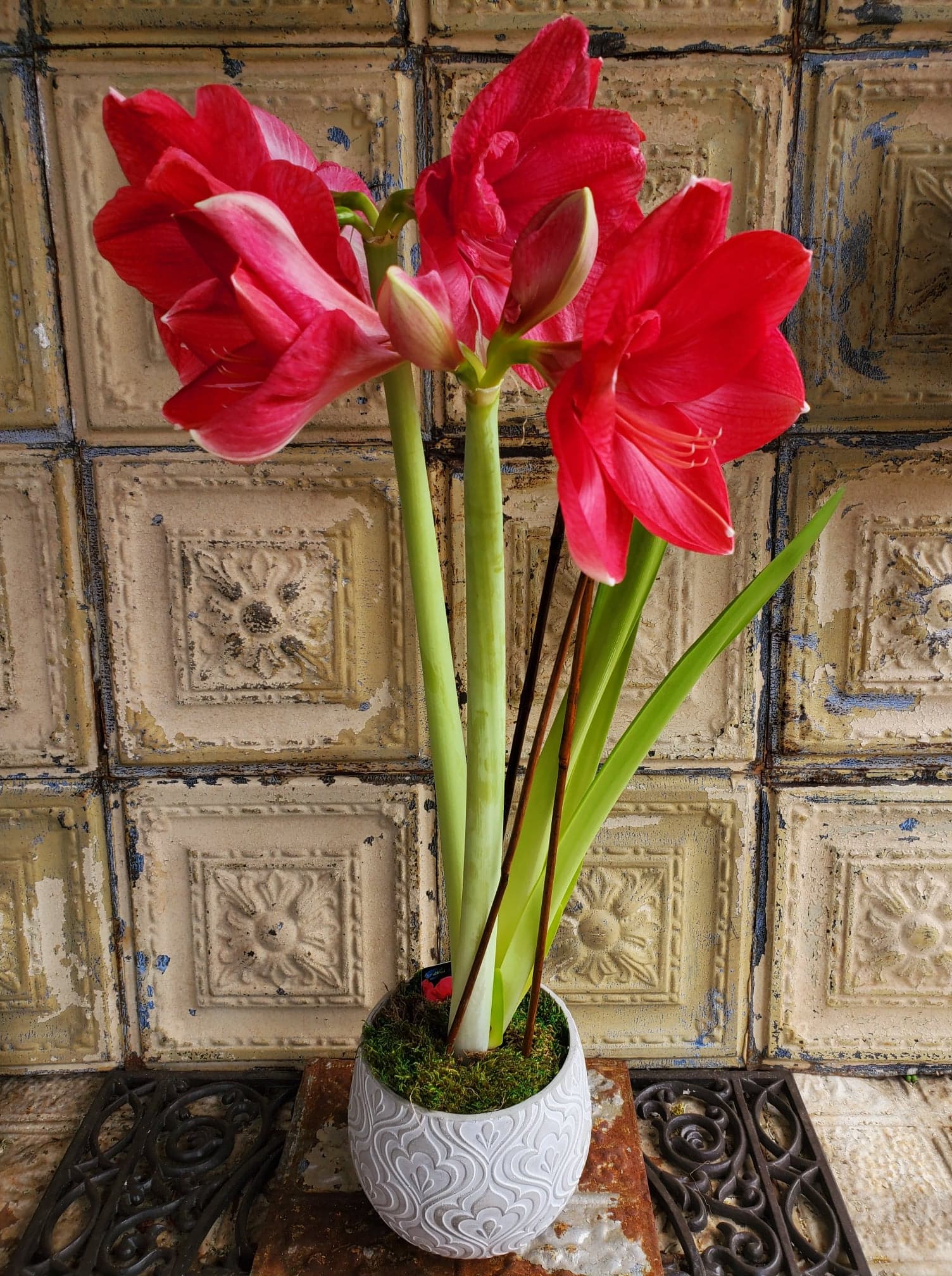 Queen Latifah - A beautiful, blooming amaryllis plant.