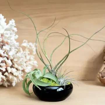 Miniature Air Plant Garden - Our fully assembled miniature air plant garden with 3 air plants is easy to care for and great for home and office decor--the perfect living gift! Each dish garden comes in a high-quality, kiln-fired, terracotta container with a rich black glaze. This container features an unglazed bottom to assist with the airflow that air plants require. You'll find an assortment of 3 tillandsias, selected to accentuate their varying heights and textures. The plants are anchored into the containers with plant-safe glue and preserved reindeer moss. To keep the plants hydrated, wet the leaves by misting or rinsing them 2-3 times a week or as needed with a spray bottle or by holding them sideways under a faucet. Be careful not to fully saturate the base of the dish, and no not water the moss.