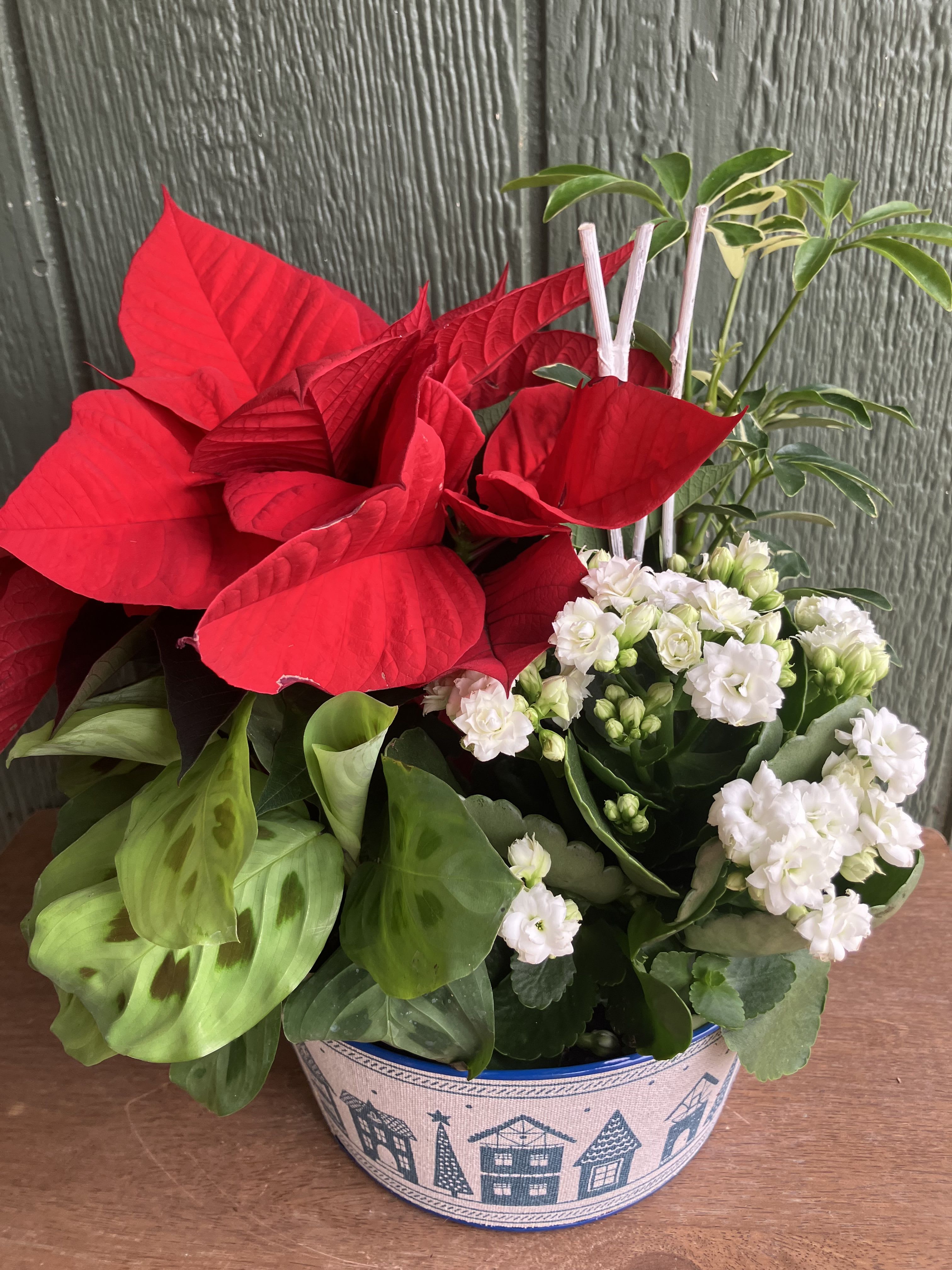 Poinsettia Christmas - Poinsettia plant basket with 4 plants.