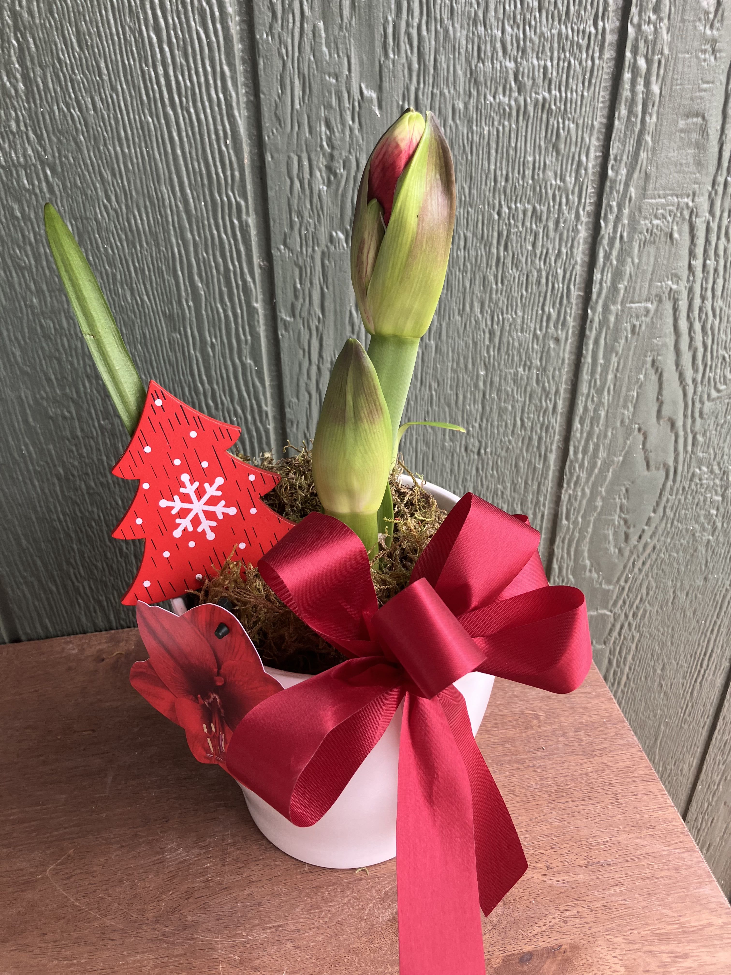 Amaryllis - Beautiful potted Amaryllis for the Christmas Season