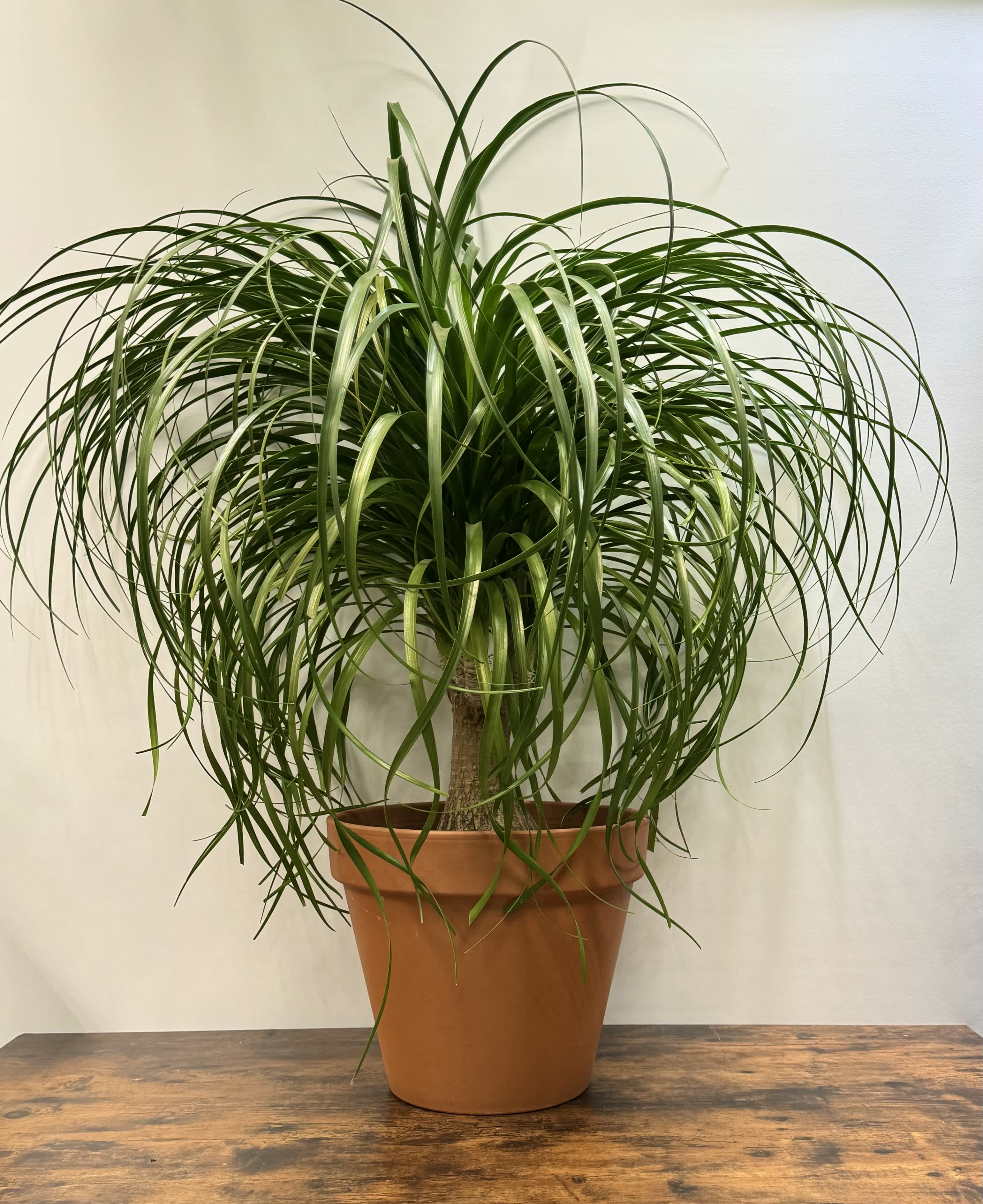 Ponytail Palm - This plant is about 3 feet tall  and it comes planted in a  14 inch clay pot and saucer . Pony tails love bright indirect light and to be kept moist not wet. 