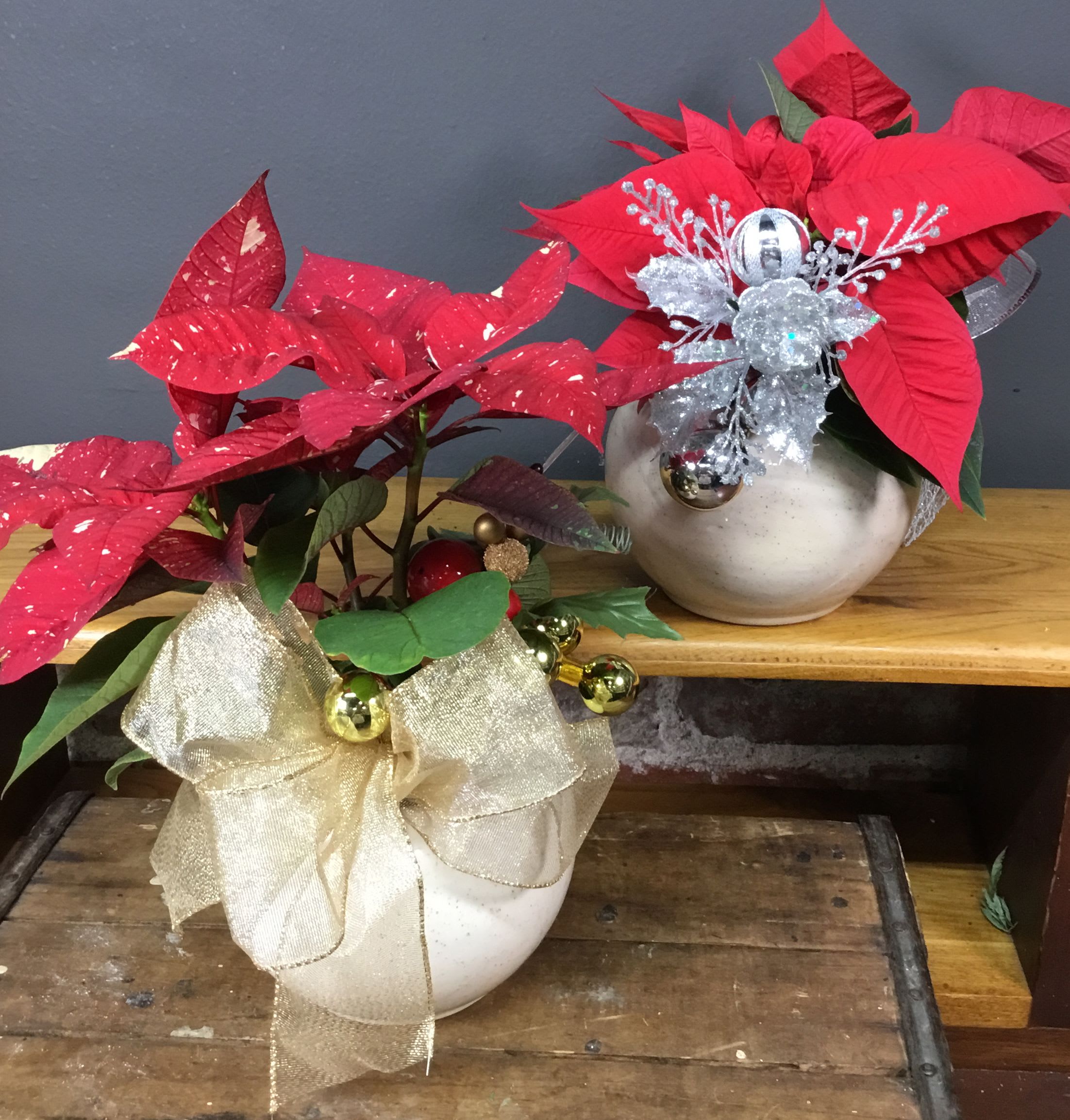 Mini Poinsettia in ceramic planter - Mini Poinsettia in ceramic planter with a holiday pick or bow