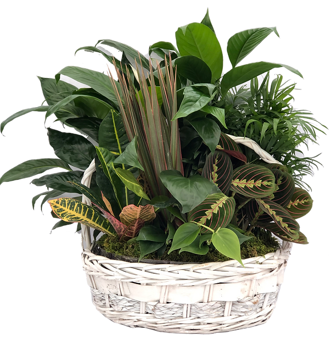 14&quot;  Dish Garden in Wicker Basket - A beautiful assortment of plants arranged in a wicker basket garnished with fresh daisies and a bow. 