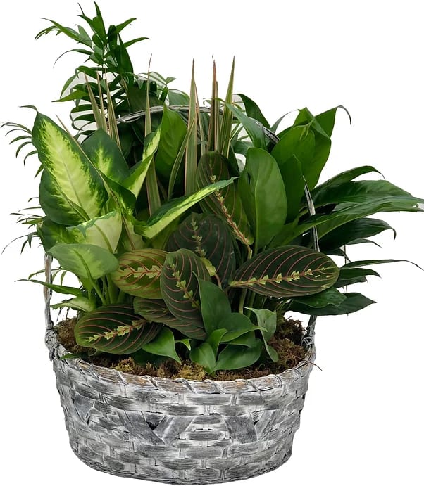 Dish Garden in 14&quot; Wicker Basket - A beautiful assortment of tropical plants arranged in a 14 in. wicker basket garnished with fresh daisies and a bow. 