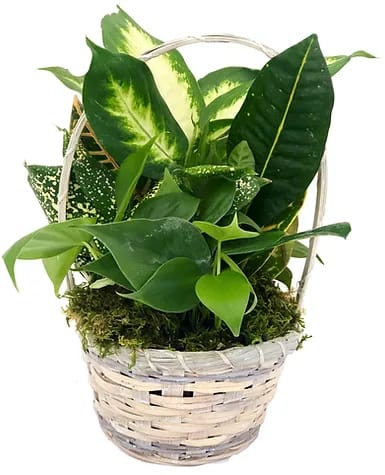 Dish Garden in 6 Inch Basket - A beautiful arrangement of live tropical plants in a 6 Inch Basket garnished with fresh daisies that is sure to give years of enjoyment and remind the person that received it of you and how much you care of them.