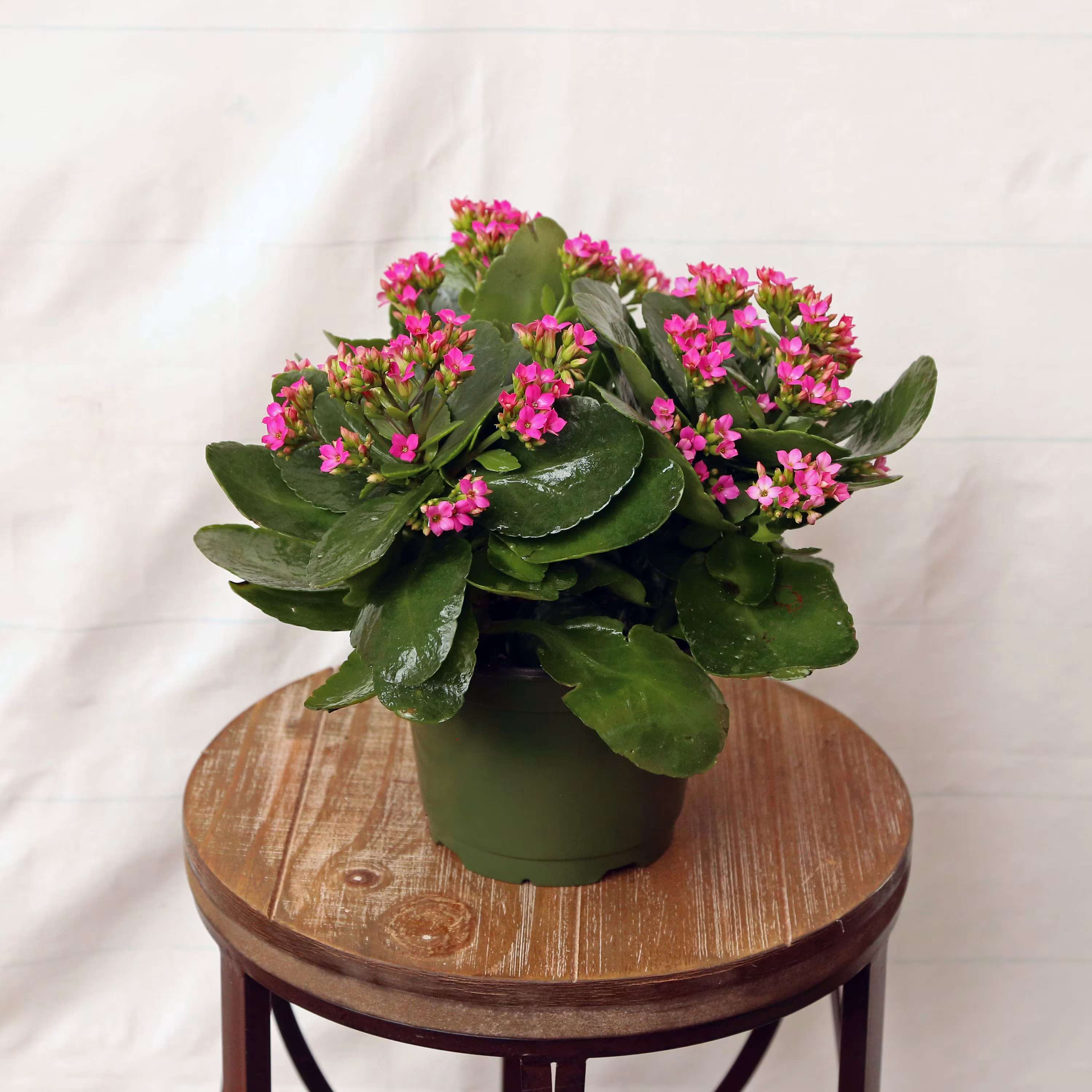  Kalanchoe Blooming Plant  - Blooming Kalanchoe plant. Comes complete with a basket and a bow. Upgrade your blooming plant into a decorative tin!  Colors may vary. 