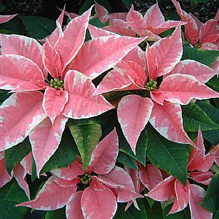 Poinsettia MARBLE - Classic Holiday Poinsettia  Bring timeless holiday beauty into your home with our premium poinsettias. Known for their vibrant, velvety bracts and lush green foliage, these festive plants instantly brighten any room. Each poinsettia is carefully selected for fullness, color, and long-lasting freshness, making them a perfect choice for gifting, decorating, or adding a warm seasonal touch to your space.  Available in multiple sizes and colors, our poinsettias are grown locally and cared for with the highest quality standards. Whether displayed on a mantle, entryway, or holiday table, this classic plant is a must-have for the Christmas season.  Perfect for:  Holiday gifts  Home décor  Office or reception areas  Seasonal centerpieces  6.5&quot; -15.99 8.5&quot; -39.99 