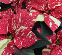 Poinsettia GLITTER - Classic Holiday Poinsettia  Bring timeless holiday beauty into your home with our premium poinsettias. Known for their vibrant, velvety bracts and lush green foliage, these festive plants instantly brighten any room. Each poinsettia is carefully selected for fullness, color, and long-lasting freshness, making them a perfect choice for gifting, decorating, or adding a warm seasonal touch to your space.  Available in multiple sizes and colors, our poinsettias are grown locally and cared for with the highest quality standards. Whether displayed on a mantle, entryway, or holiday table, this classic plant is a must-have for the Christmas season.  Perfect for:  Holiday gifts  Home décor  Office or reception areas  Seasonal centerpieces  6.5&quot; -15.99 8.5&quot; -39.99 