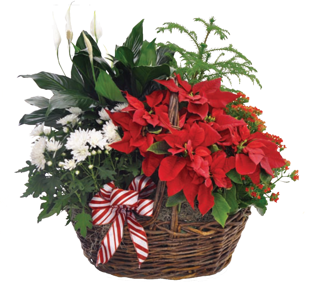 Blooming Poinsettia Basket - This wicker basket is the perfect gift for a plant lover! This wicker basket is filled with a traditional poinsettia, white floral mum, peace lily, norfolk island pine, and accented with berries and a festive holiday bow.