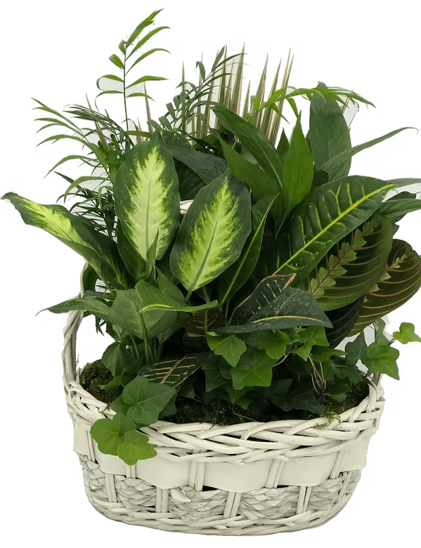 Laundry Basket B Dish Garden  - A beautiful arrangement of live tropical plants in a wicker laundry basket that is sure to give years of enjoyment and remind the person that received it of you and how much you care for them. Fresh Carnations and a Bow is added for a beautiful presentation.  16&quot; Tall 20&quot; Wide