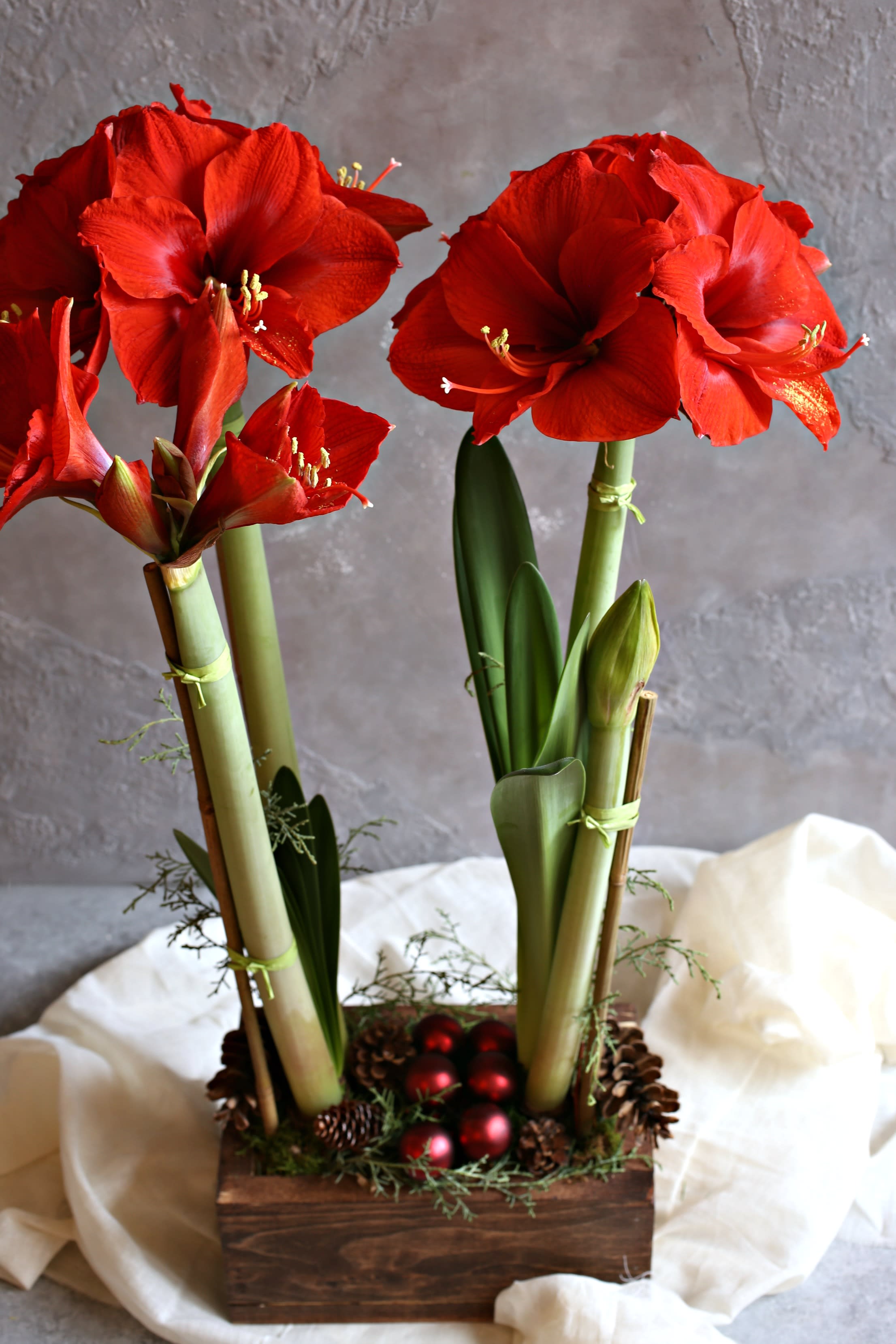 Double Amaryllis - Two stunning Amaryllis bulbs planted together with decorative moss and holiday ornaments. Deluxe will be three bulbs in clay pots, premium is 4 bulbs in a clay pot  