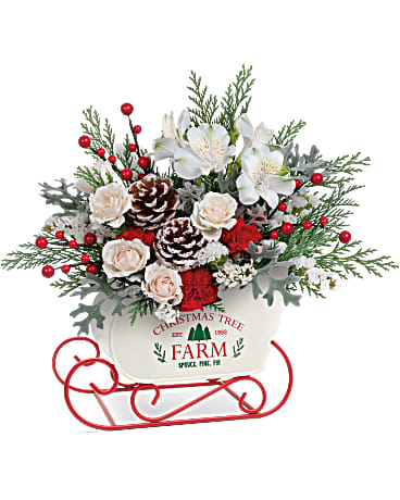 Winter Sleigh Bouquet - With its snowy white rose bouquet and vintage-inspired tree farm motif, this charming metal sleigh is a classic Christmas favorite. This holiday bouquet features crème spray roses, white alstroemeria, miniature red carnations, white sinuata statice and cedar arranged with dusty miller. Teleflora's Winter Sleigh Bouquet is delivered in Teleflora's Snow What Fun Sleigh Keepsake. 