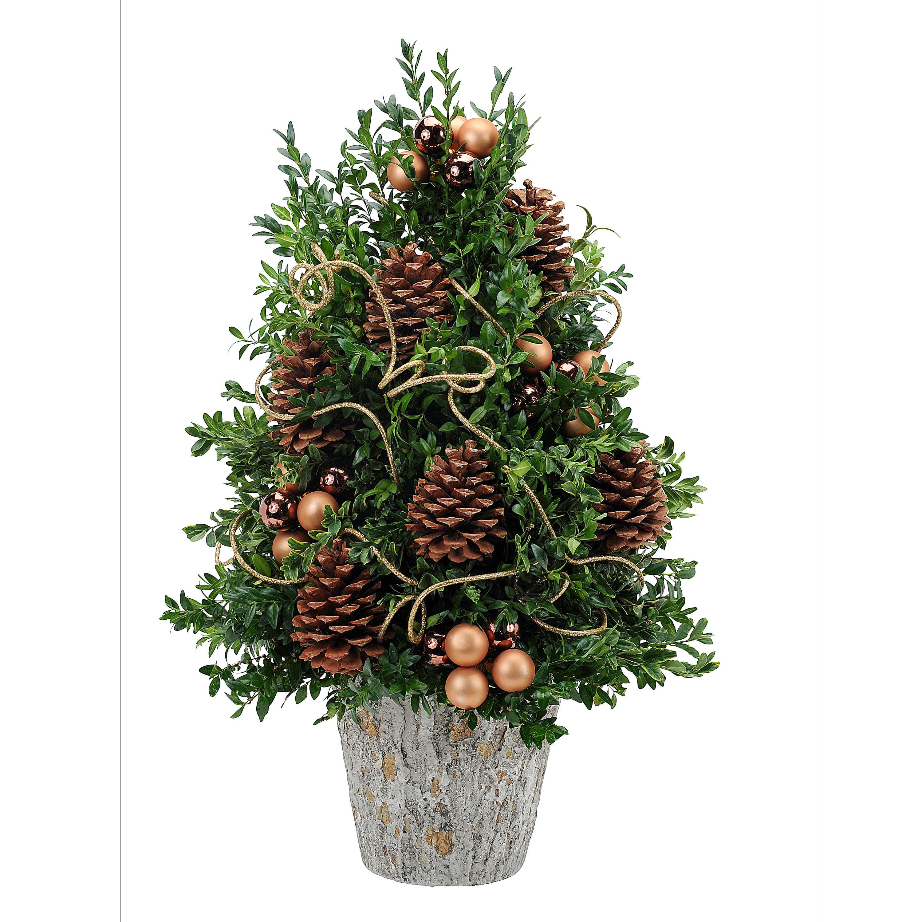 Pre-Order Now Boxwood Supreme -  A traditional boxwood tree decorated with Pinecones and ornaments in a weather look container.