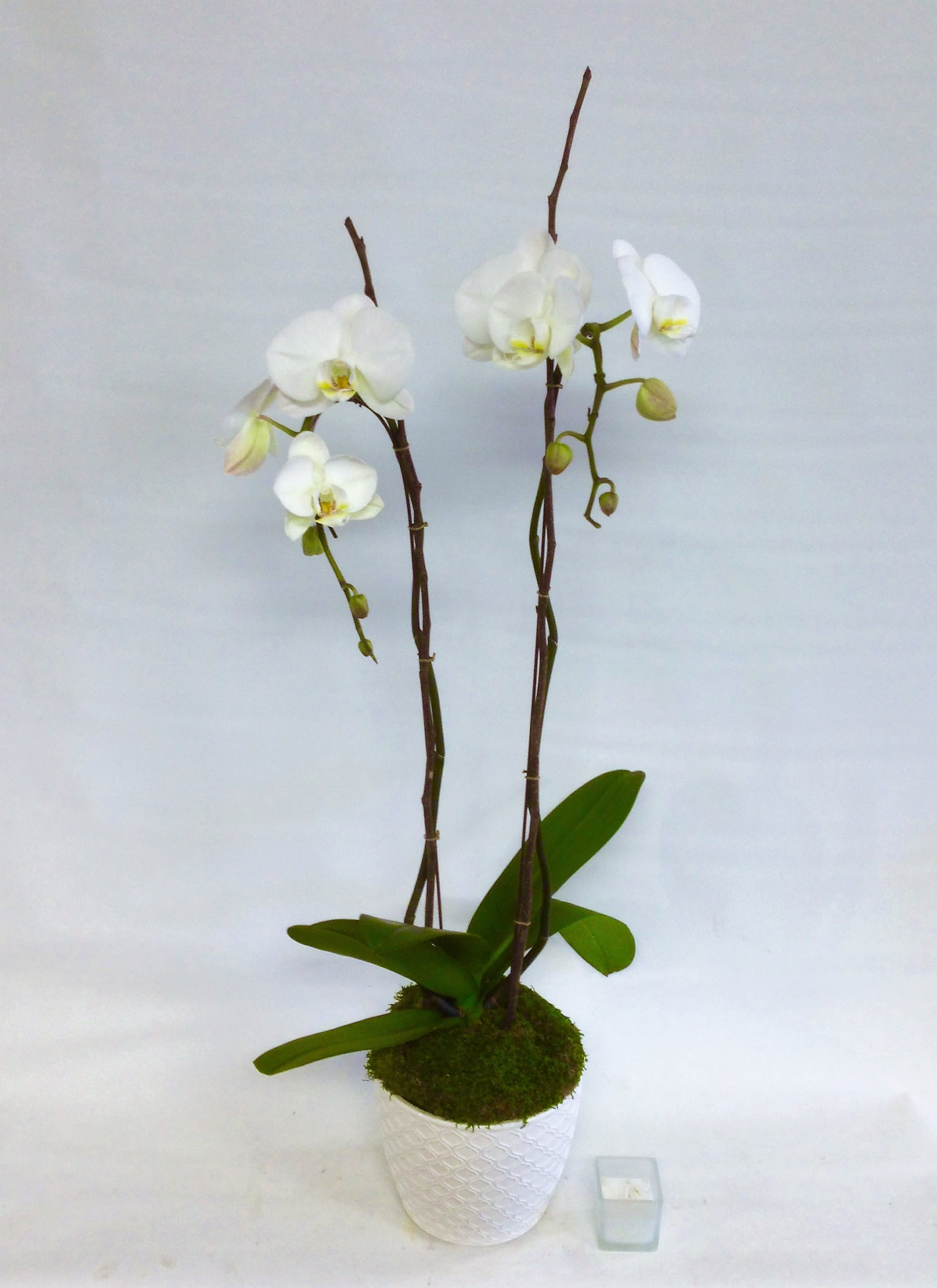 Lovely Phalaenopsis Orchid - White Phalaenopsis Orchid Displayed in a White Ceramic Container with Decorative Moss and Branches. A Lovely Long Lasting Gift.