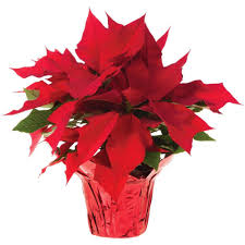 Poinsettia Plant - 6" Plant is adorned with a Holiday Bow