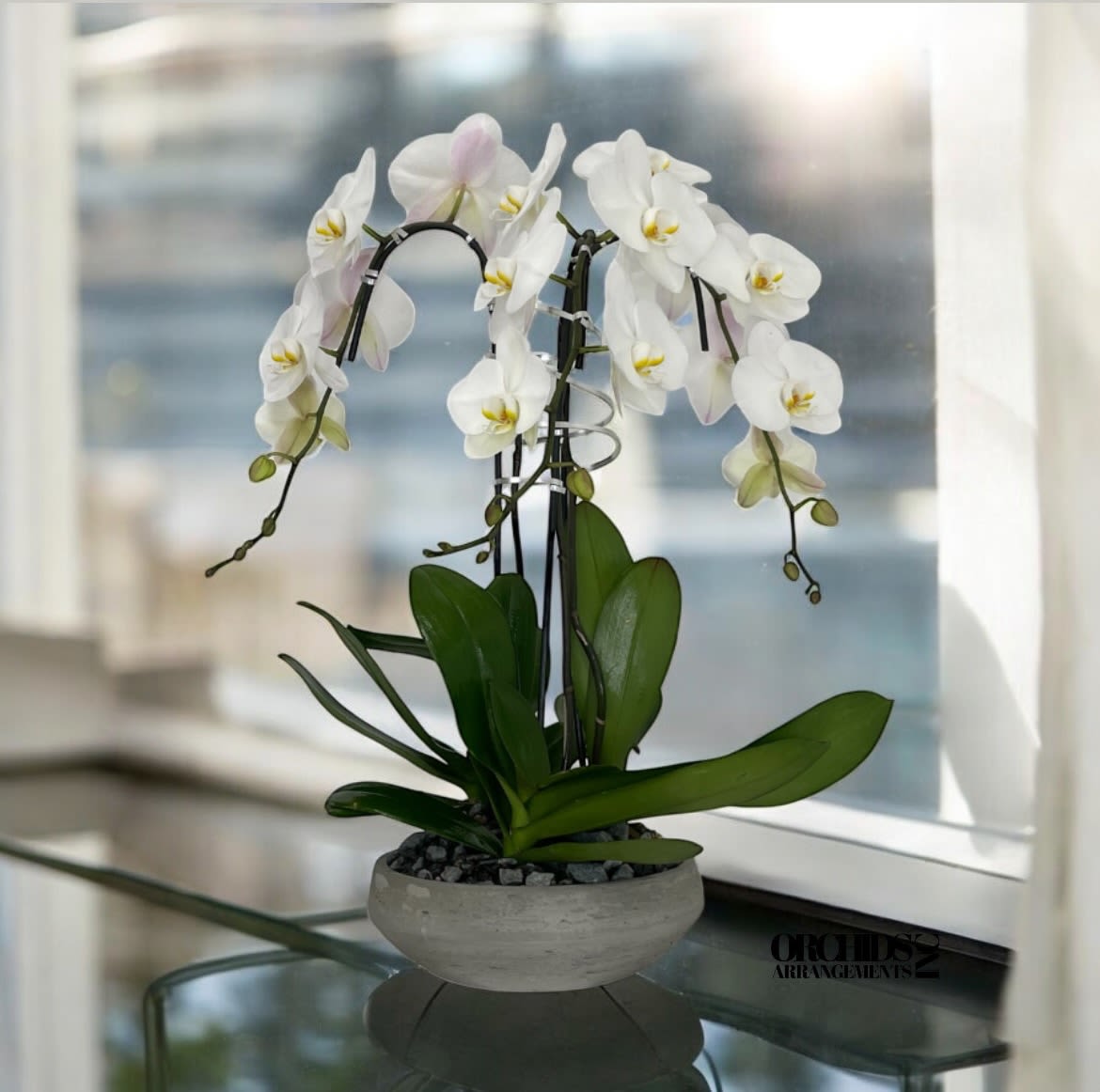 Same Day White Orchid Phalaenopsis - A high quality Triple white orchid arrangement with a vase 10&quot; D X 3&quot; T. An orchid arrangement flower deliver for any occasion design with fresh natural real beautiful Phalaenopsis cascade orchid plant minimalist decor.