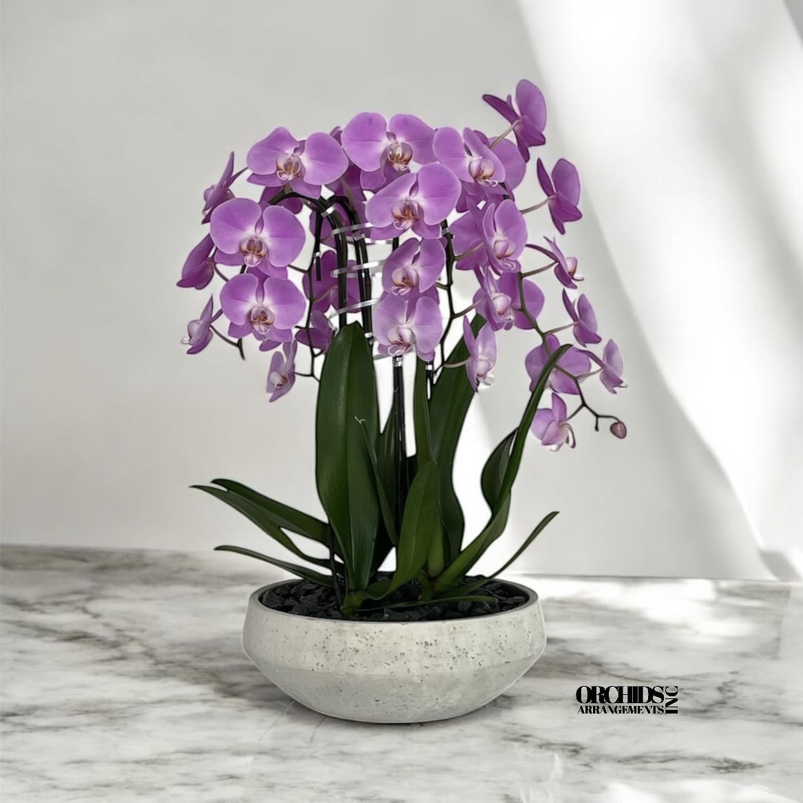Same Day Pink Phalaenopsis Flowers - A high quality Four pink orchid arrangement with a vase 13&quot; D X 5&quot; T. An orchid flower arrangement deliver for any occasion design with fresh natural real beautiful Phalaenopsis cascade orchid plant minimalist decor.