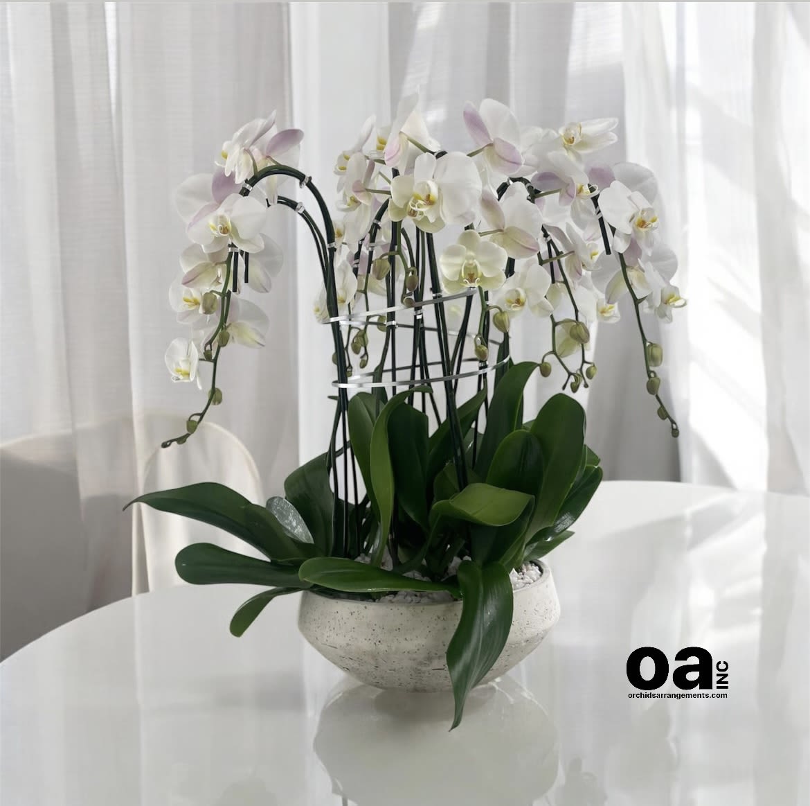 White Orchid Vibrant Flower - A high quality Six white orchid arrangement with a vase 16.5&quot; D X 6&quot; T. An orchid arrangement flower deliver for any occasion design with fresh natural real beautiful Phalaenopsis cascade orchid plant minimalist decor.