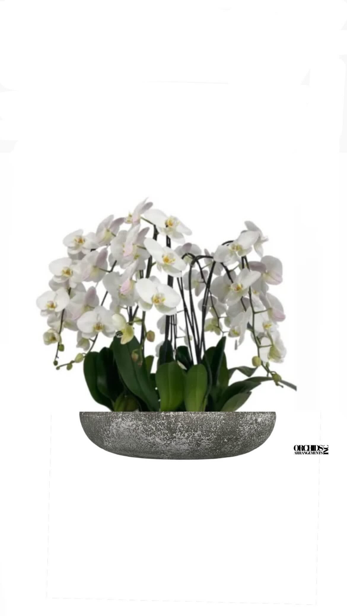 White Flowers Same Day Orchids - A high quality Twelve white orchids arrangement with a vase 20&quot; D X 4&quot; T. An orchids arrangement deliver for any occasion design with fresh natural real beautiful Phalaenopsis cascade orchids plants minimalist decor. 