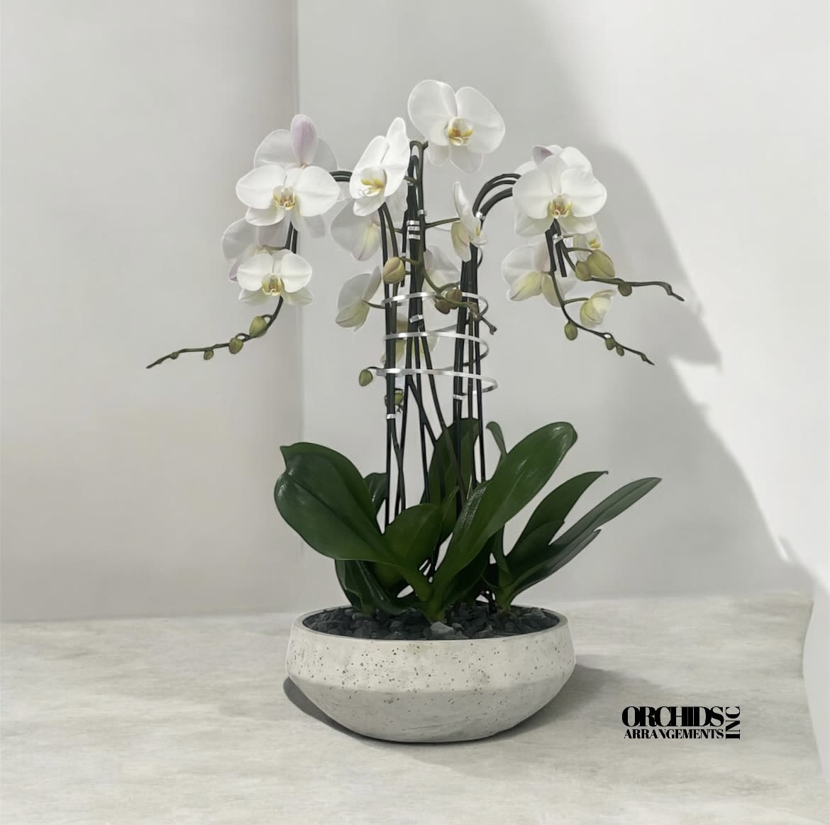 White Cascade Flower Same Day - A high quality Five white orchid arrangement with a vase 13&quot; D X 5&quot; T. An orchid arrangement flower deliver for any occasion design with fresh natural real beautiful Phalaenopsis cascade orchid plant minimalist decor.
