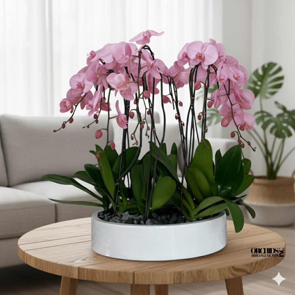 Pink Orchid Same Day Flowers - A high quality Twelve pink orchids arrangement with a vase 19.5&quot; D X 4&quot; T. An orchids arrangement deliver for any occasion design with fresh natural real beautiful Phalaenopsis cascade orchids plants minimalist decor. 