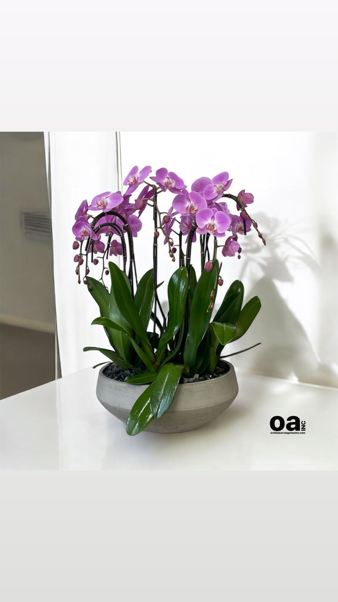 Pink Phalaenopsis Flowers Same Day - A high quality Nine pink orchids arrangement with a vase 16.5&quot; D X 6&quot; T. An orchids arrangement deliver for any occasion design with fresh natural real beautiful Phalaenopsis cascade orchids plants minimalist decor.