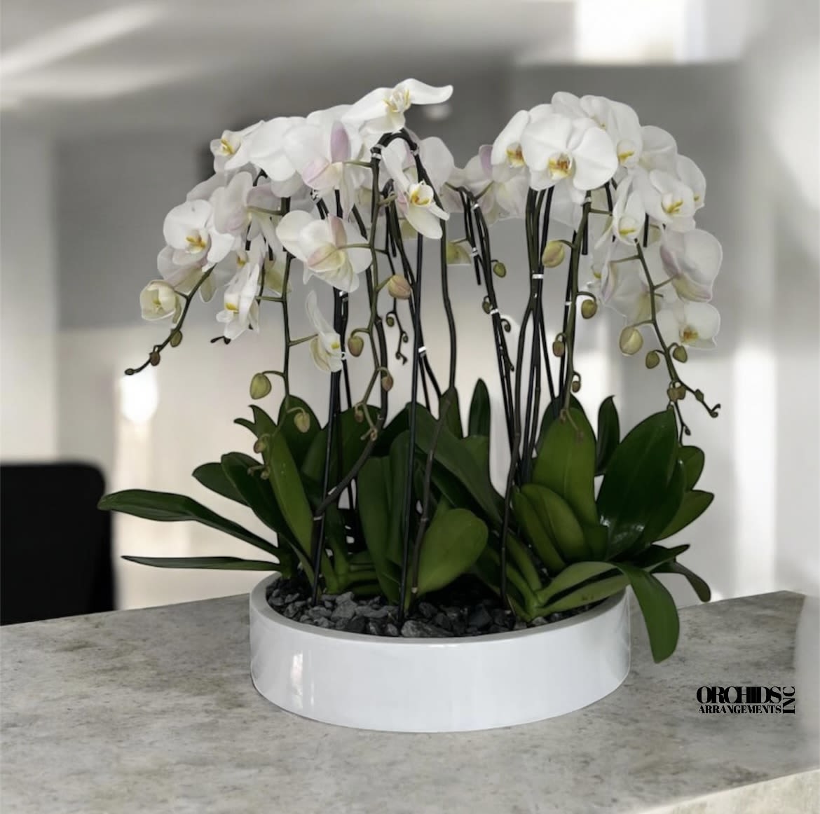 White Orchid Same Day Flowers - A high quality Twelve white orchids arrangement with a vase 19.5&quot; D X 4&quot; T. An orchids arrangement deliver for any occasion design with fresh natural real beautiful Phalaenopsis cascade orchids plants minimalist decor. 