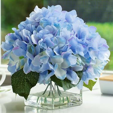 Blue Hydrangea Bouquet - Blue Hydrangeas arranged in a square vase. Shade of blue may vary depending on availability. 