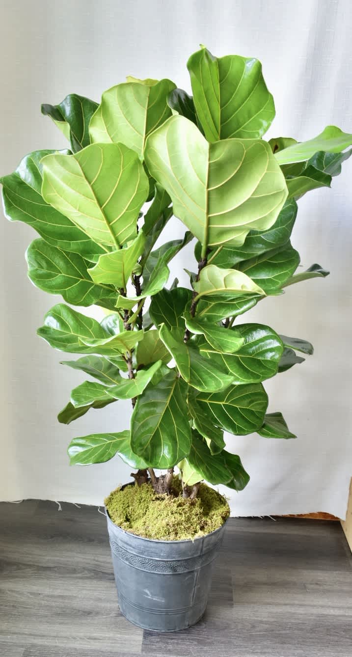 Fiddle Leaf Fig - The Fiddle Leaf Fig is a tropical broad leaf tree. It’s perfect for the home or office.
