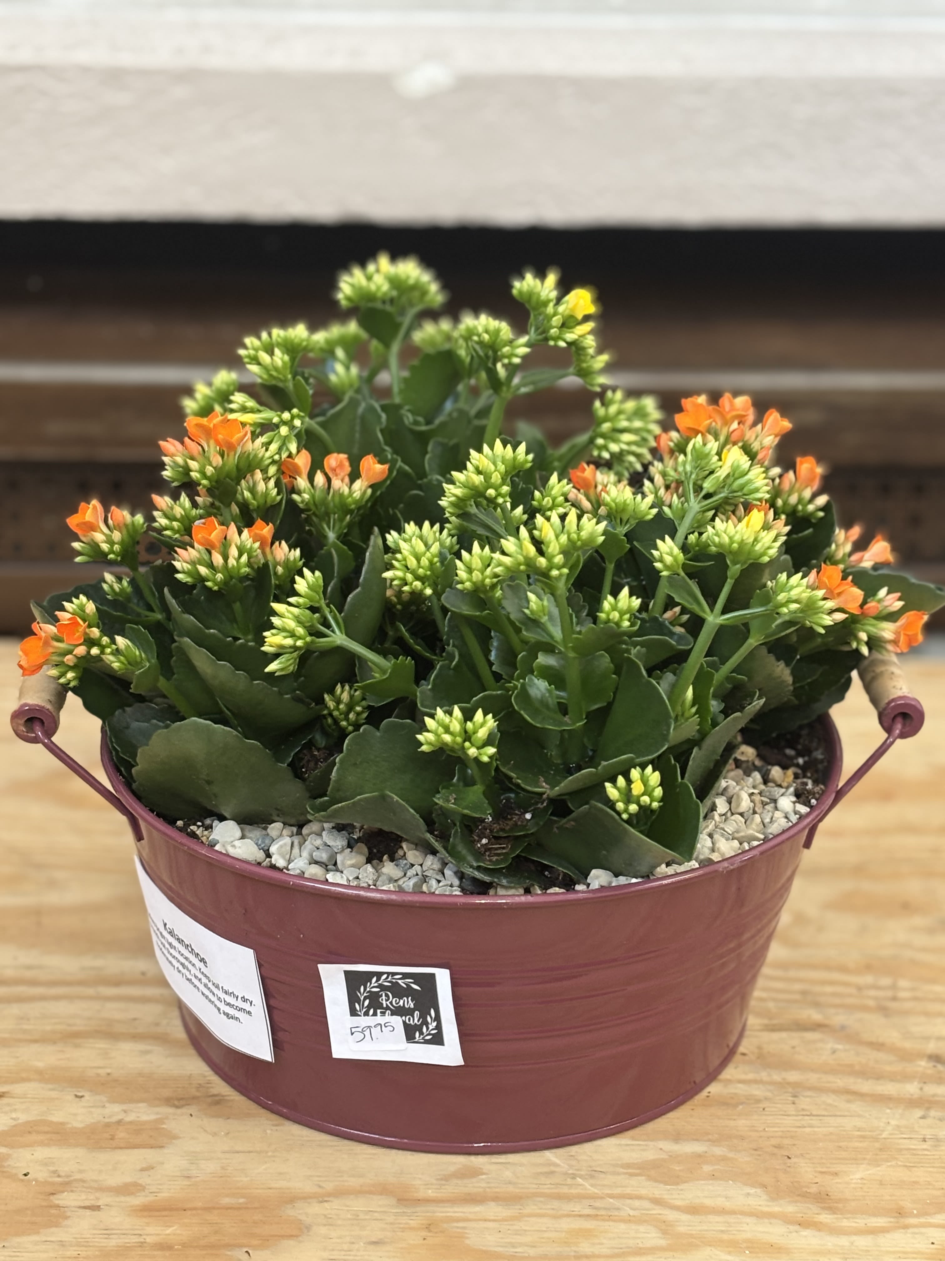 Kalanchoe Dish Garden Bucket  - 4-4&quot; Kalanchoe planted together in an 8&quot; tub. 